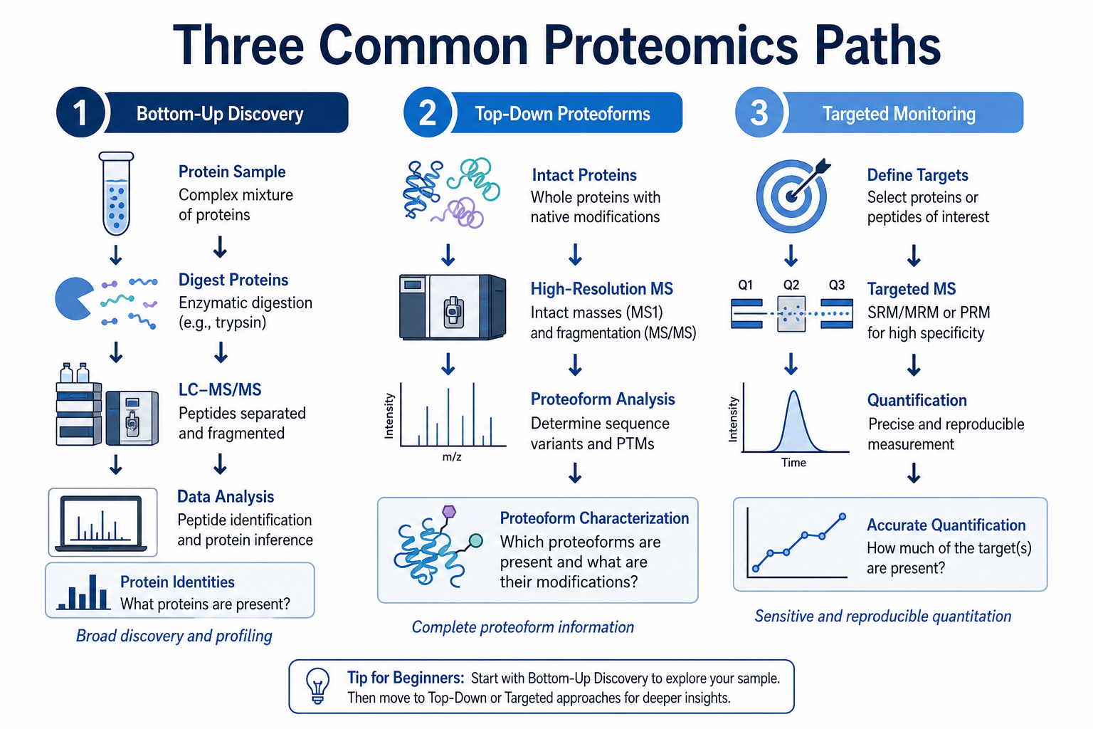 Three common strategy paths in mass spectrometry-based proteomics including bottom-up discovery top-down proteoforms and targeted monitoring