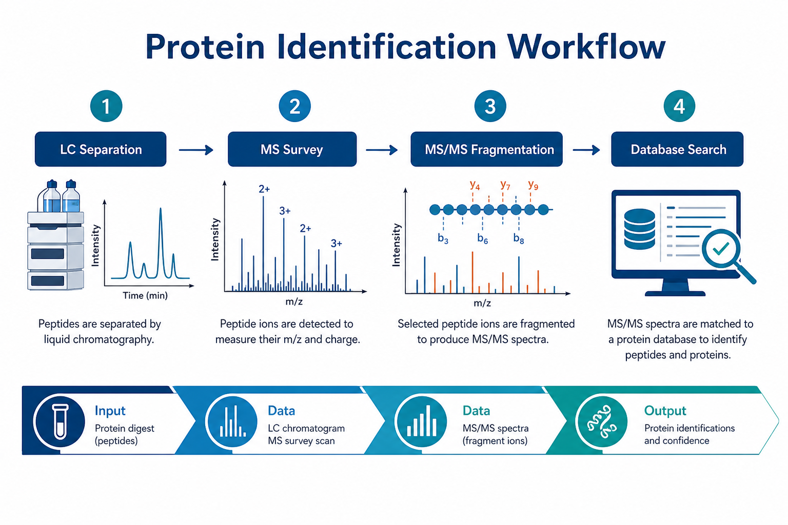 LC-MS/MS protein identification workflow in proteomics from peptide separation through MS survey MS/MS fragmentation and database search