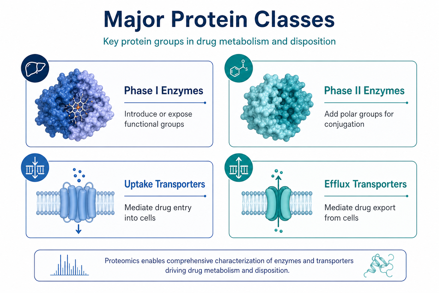 Major drug-metabolizing enzyme and transporter classes analyzed by LC-MS/MS proteomics including CYP enzymes UGTs uptake transporters and efflux transporters Major drug-metabolizing enzyme and transporter classes analyzed by LC-MS/MS proteomics including CYP enzymes UGTs uptake transporters and efflux transporters