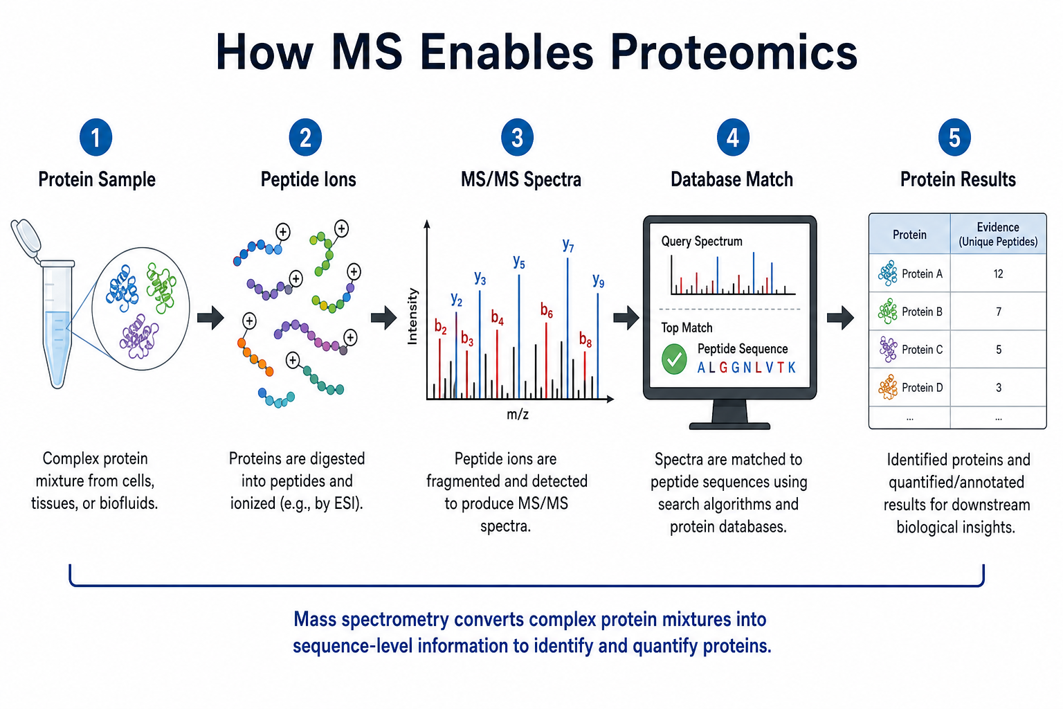 How mass spectrometry enables proteomics applications from protein sample through peptide ions, MS/MS spectra, database matching, to protein-level results How mass spectrometry enables proteomics applications from protein sample through peptide ions, MS/MS spectra, database matching, to protein-level results