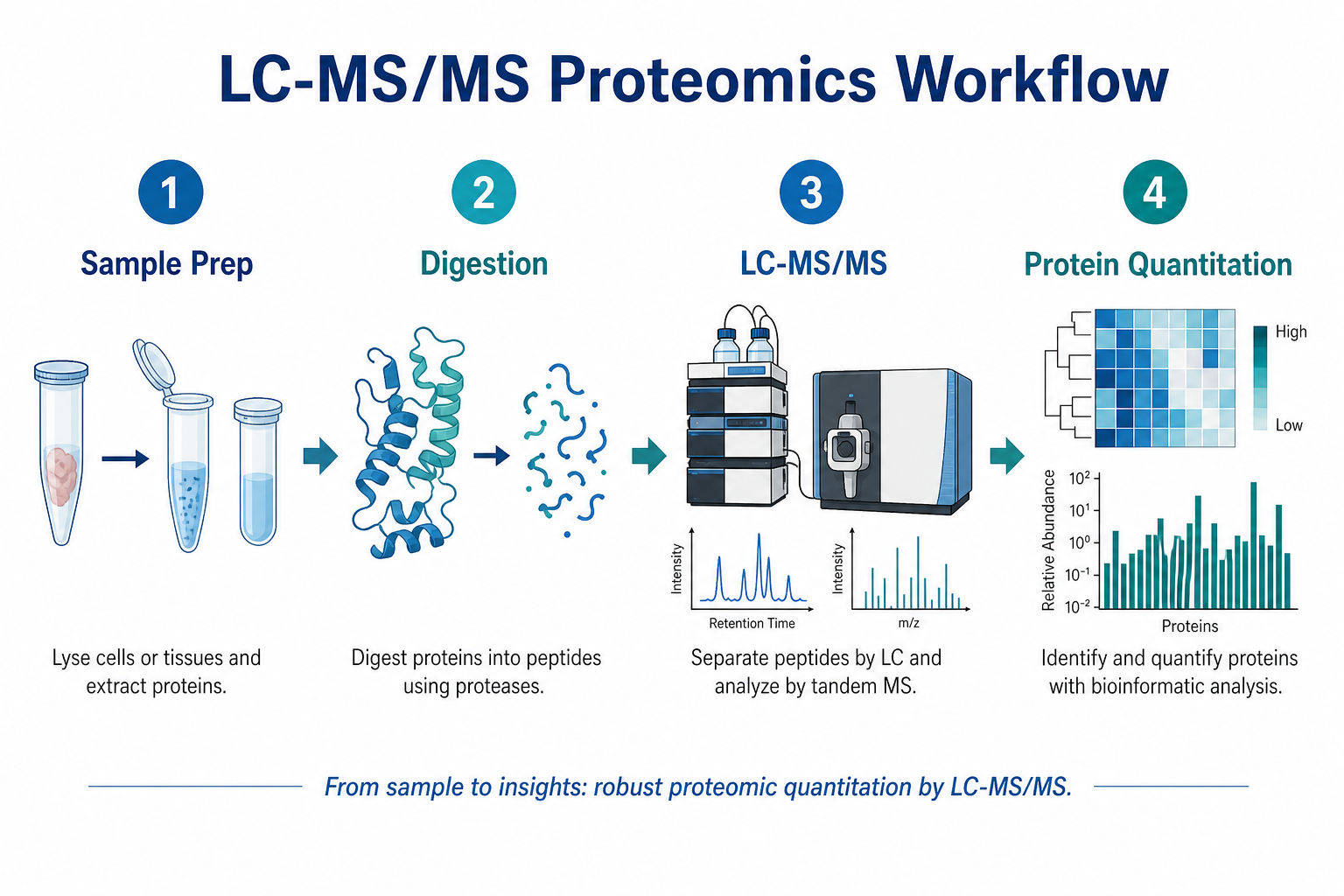 LC-MS/MS proteomics workflow for drug-metabolizing enzymes and transporters from sample preparation through digestion acquisition and protein quantitation LC-MS/MS proteomics workflow for drug-metabolizing enzymes and transporters from sample preparation through digestion acquisition and protein quantitation
