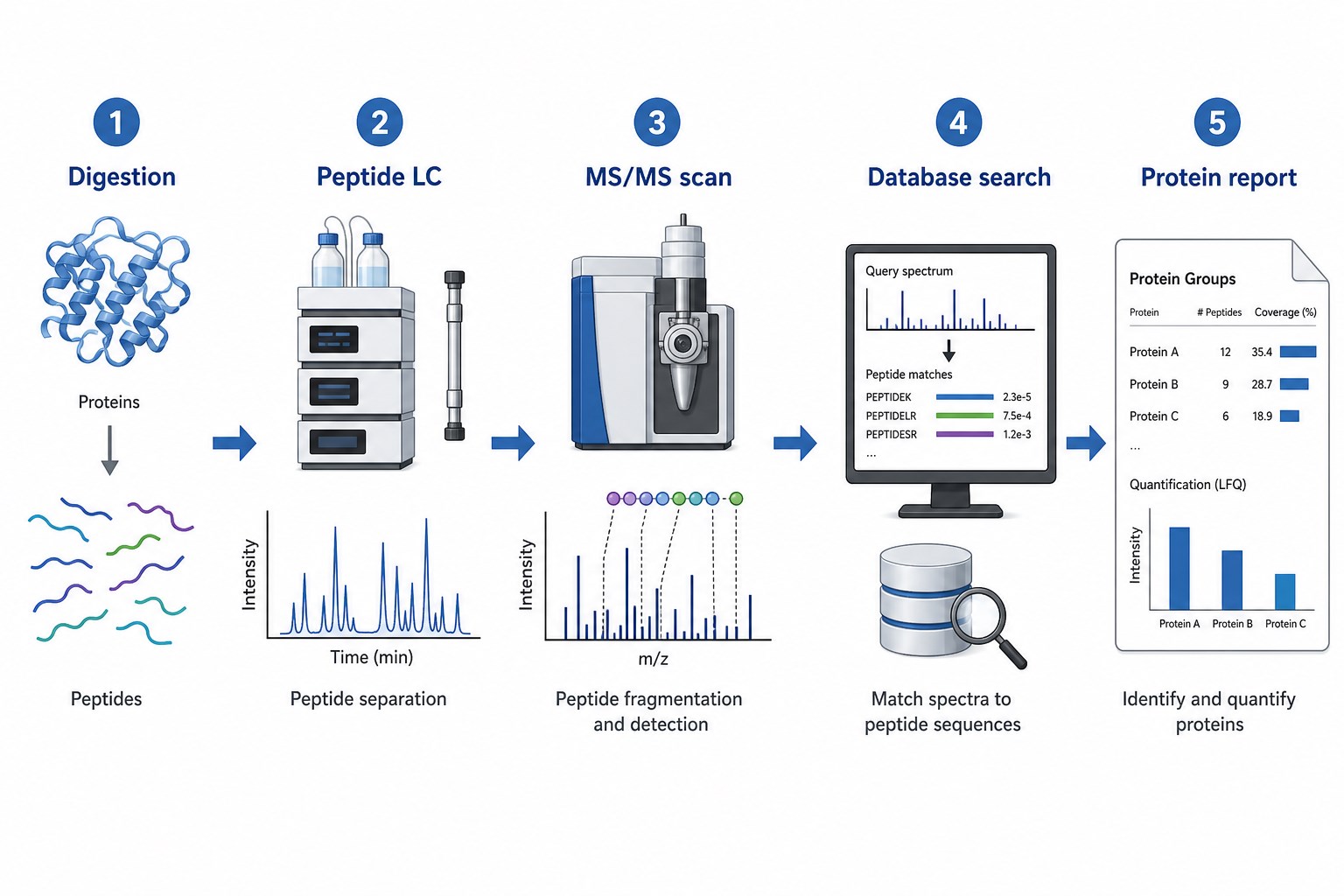 Standard bottom-up LC-MS/MS proteomics workflow from digestion and peptide LC through MS/MS scanning database search and protein reporting Standard bottom-up LC-MS/MS proteomics workflow from digestion and peptide LC through MS/MS scanning database search and protein reporting