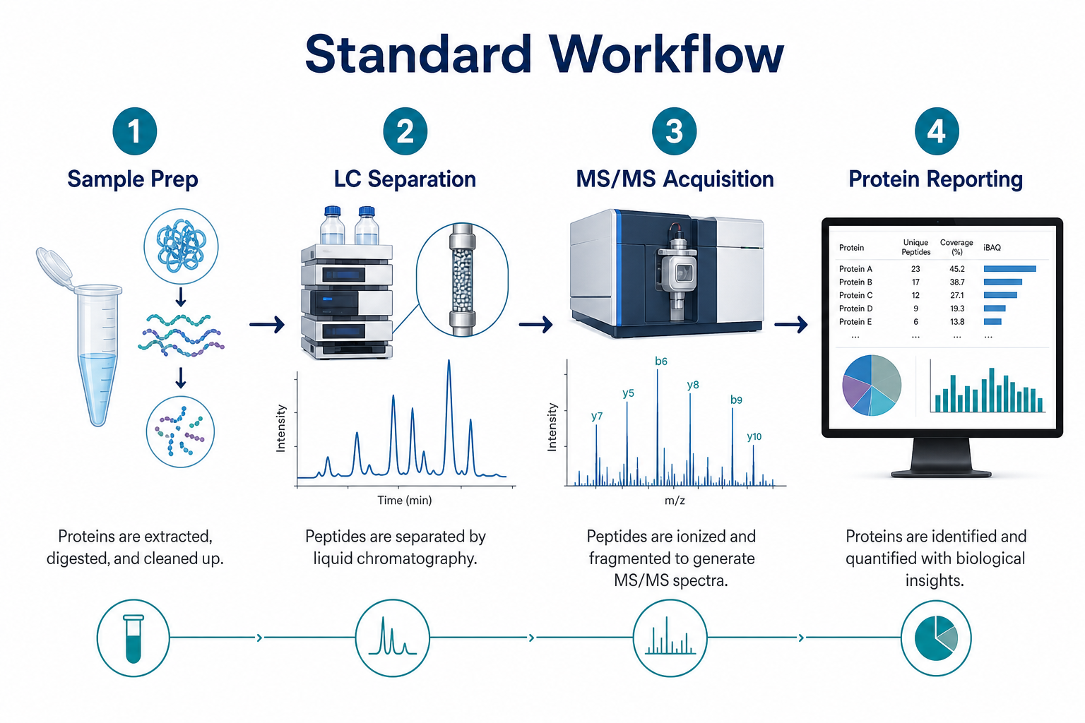 Standard LC-MS/MS proteomics workflow from sample preparation through LC separation MS/MS acquisition and protein reporting Standard LC-MS/MS proteomics workflow from sample preparation through LC separation MS/MS acquisition and protein reporting