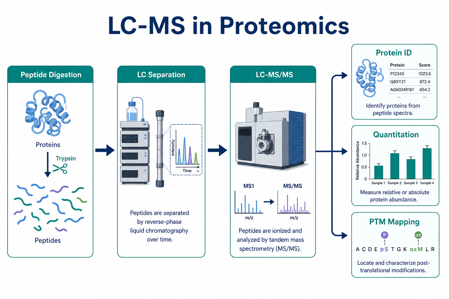 LC-MS in proteomics showing peptide digestion chromatographic separation LC-MS/MS identification and protein quantitation outputs LC-MS in proteomics showing peptide digestion chromatographic separation LC-MS/MS identification and protein quantitation outputs