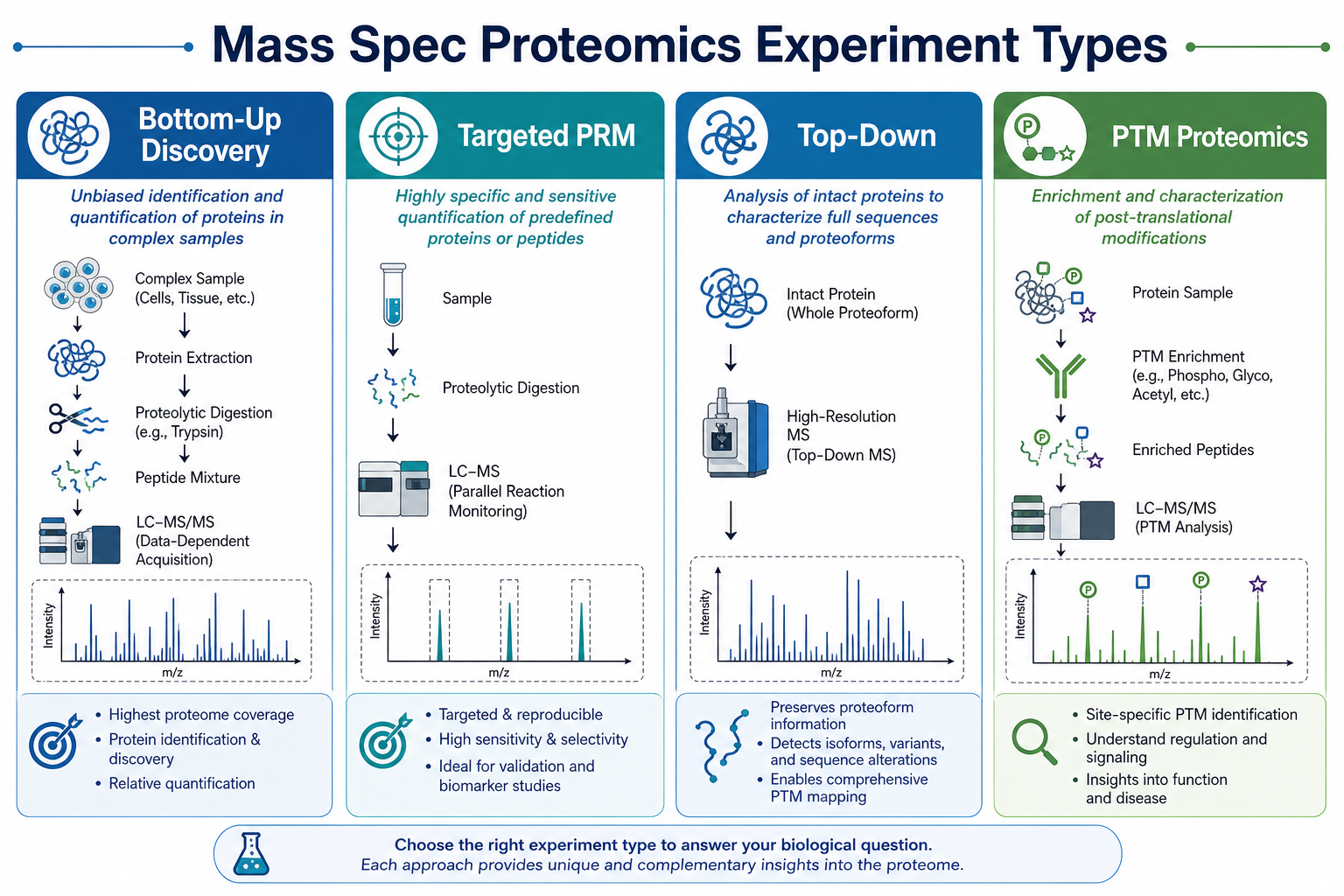 Main experiment types in mass spec based proteomics including bottom-up discovery targeted PRM top-down and PTM-focused workflows Main experiment types in mass spec based proteomics including bottom-up discovery targeted PRM top-down and PTM-focused workflows