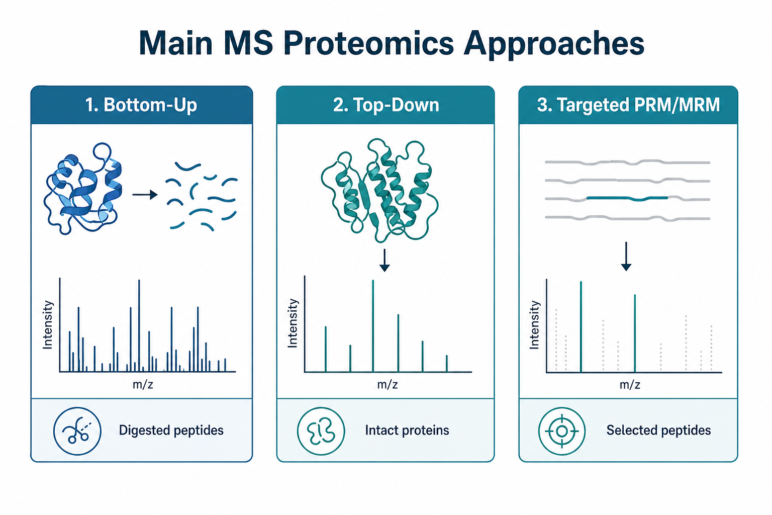 Main mass spectrometry proteomics approaches including bottom-up peptide analysis, top-down intact protein analysis, and targeted PRM measurement Main mass spectrometry proteomics approaches including bottom-up peptide analysis, top-down intact protein analysis, and targeted PRM measurement