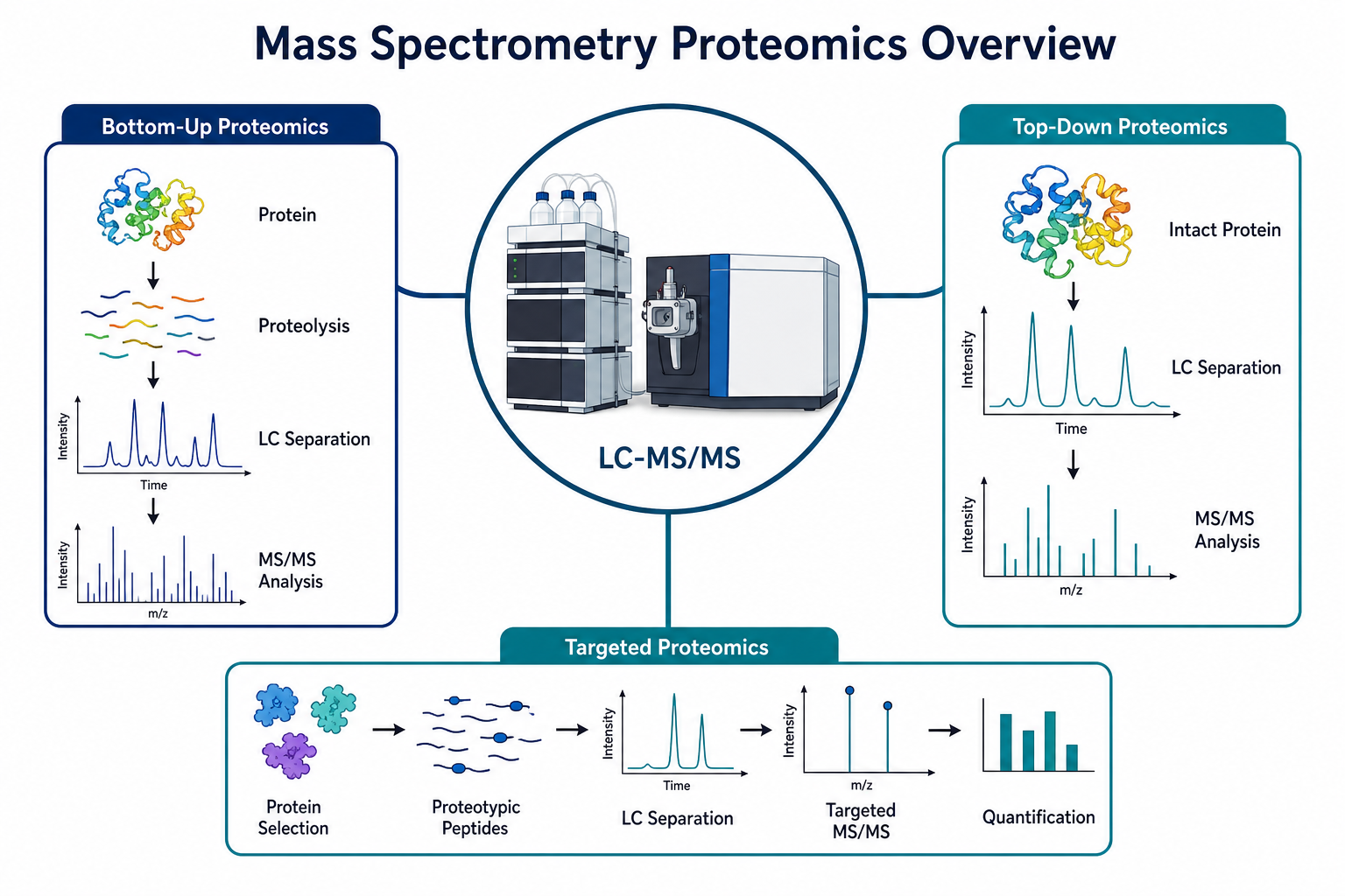 Overview of mass spectrometry proteomics showing bottom-up, top-down, and targeted LC-MS/MS strategies Overview of mass spectrometry proteomics showing bottom-up, top-down, and targeted LC-MS/MS strategies