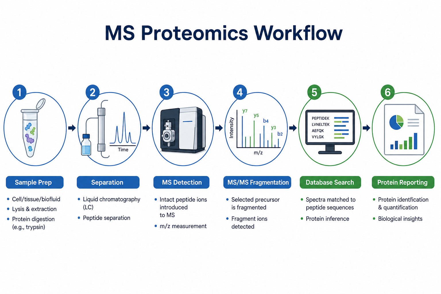 Standard mass spectrometry proteomics workflow from sample preparation through LC-MS/MS to protein reporting Standard mass spectrometry proteomics workflow from sample preparation through LC-MS/MS to protein reporting