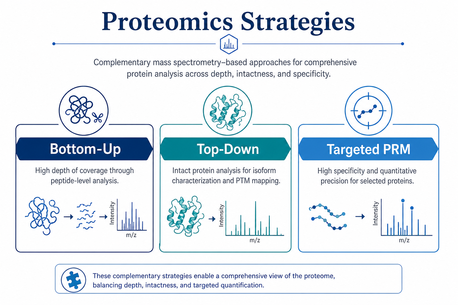 Main MS-based proteomics strategies including bottom-up top-down and targeted LC-MS/MS measurement Main MS-based proteomics strategies including bottom-up top-down and targeted LC-MS/MS measurement