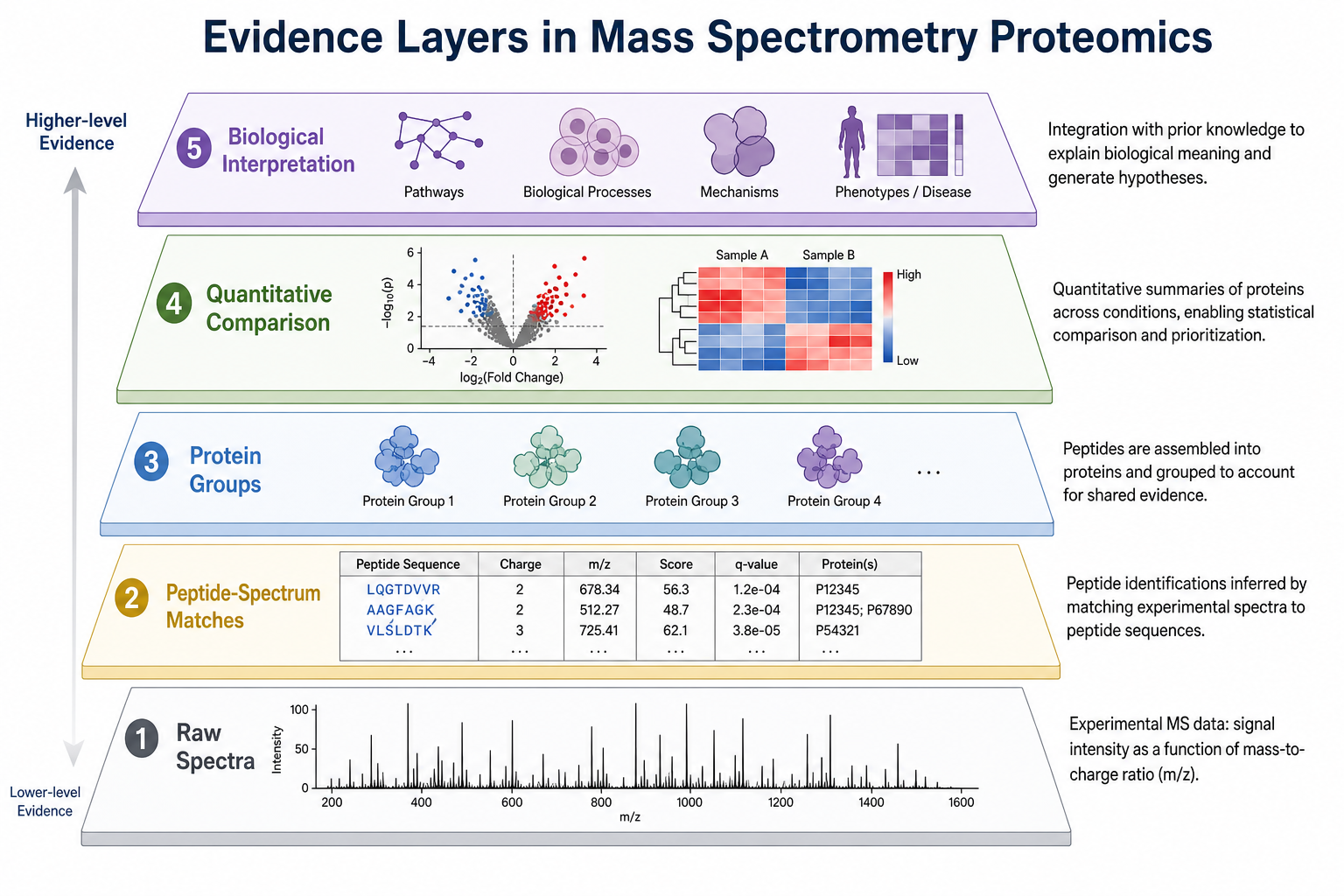 Evidence layers in mass spectrometry proteomics from raw spectra through peptide-spectrum matches and protein groups to quantitative comparison and biological interpretation Evidence layers in mass spectrometry proteomics from raw spectra through peptide-spectrum matches and protein groups to quantitative comparison and biological interpretation