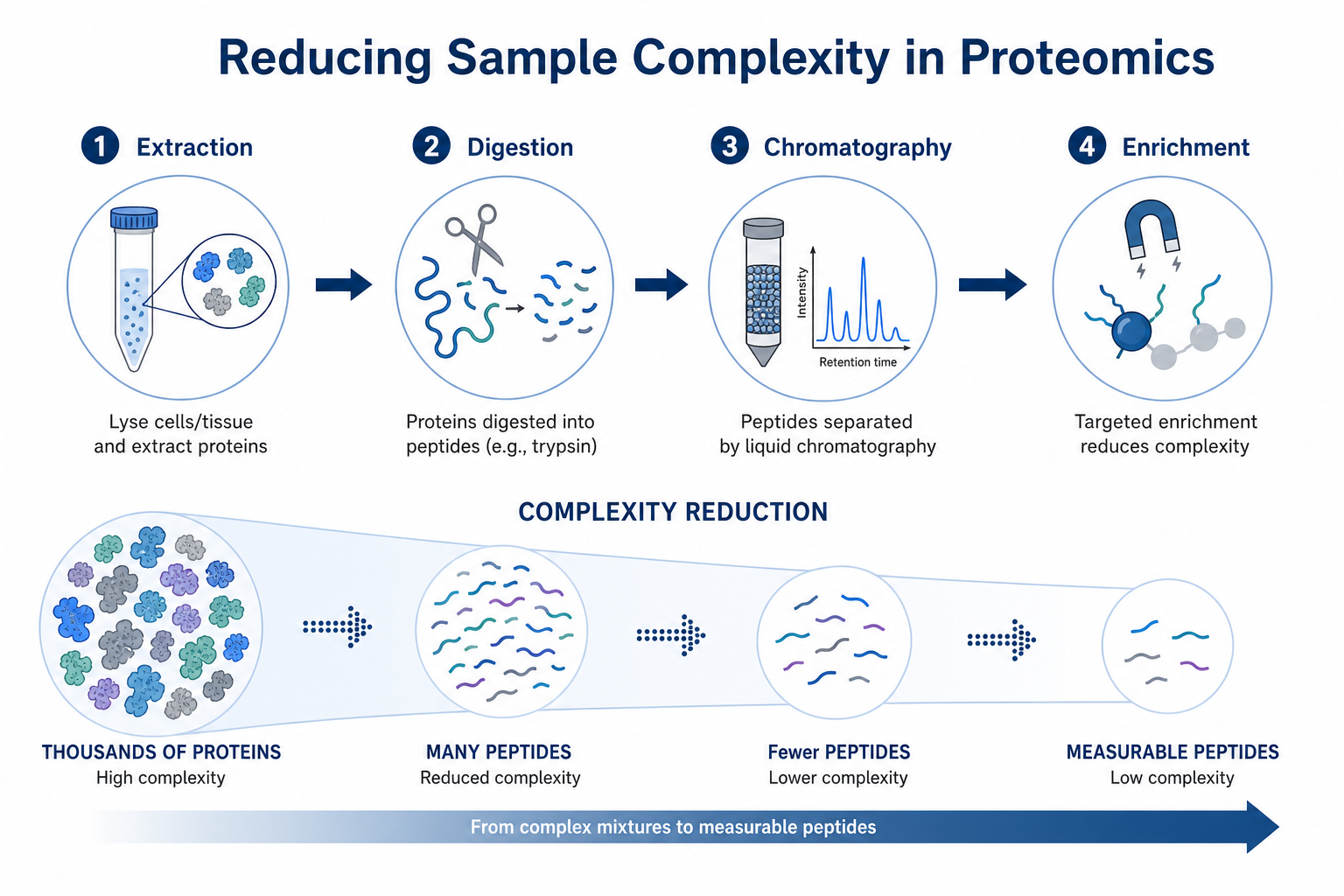 Reducing sample complexity in mass spectrometry proteomics through extraction, digestion, chromatography, and enrichment before LC-MS/MS analysis Reducing sample complexity in mass spectrometry proteomics through extraction, digestion, chromatography, and enrichment before LC-MS/MS analysis