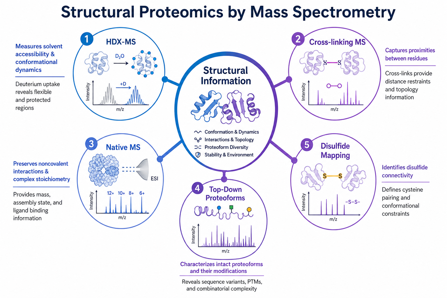 Main mass spectrometry approaches in structural proteomics including HDX-MS cross-linking MS native MS top-down analysis and disulfide mapping Main mass spectrometry approaches in structural proteomics including HDX-MS cross-linking MS native MS top-down analysis and disulfide mapping