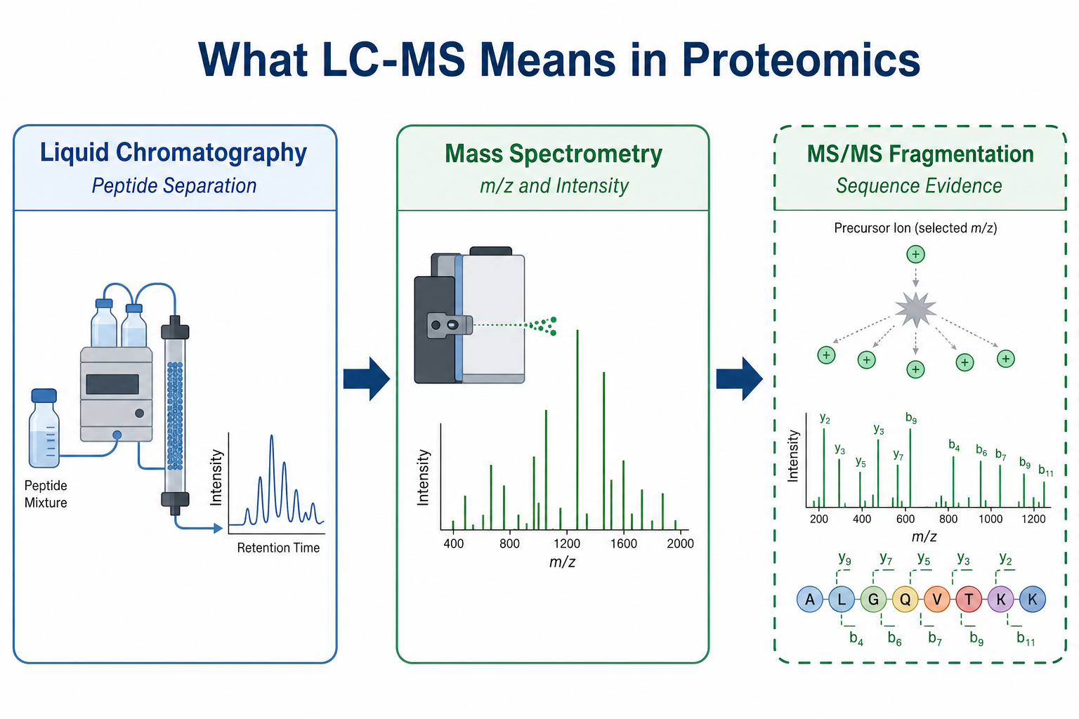 What LC-MS means in proteomics showing liquid chromatography peptide separation coupled to mass spectrometry measurement and optional MS/MS fragmentation What LC-MS means in proteomics showing liquid chromatography peptide separation coupled to mass spectrometry measurement and optional MS/MS fragmentation