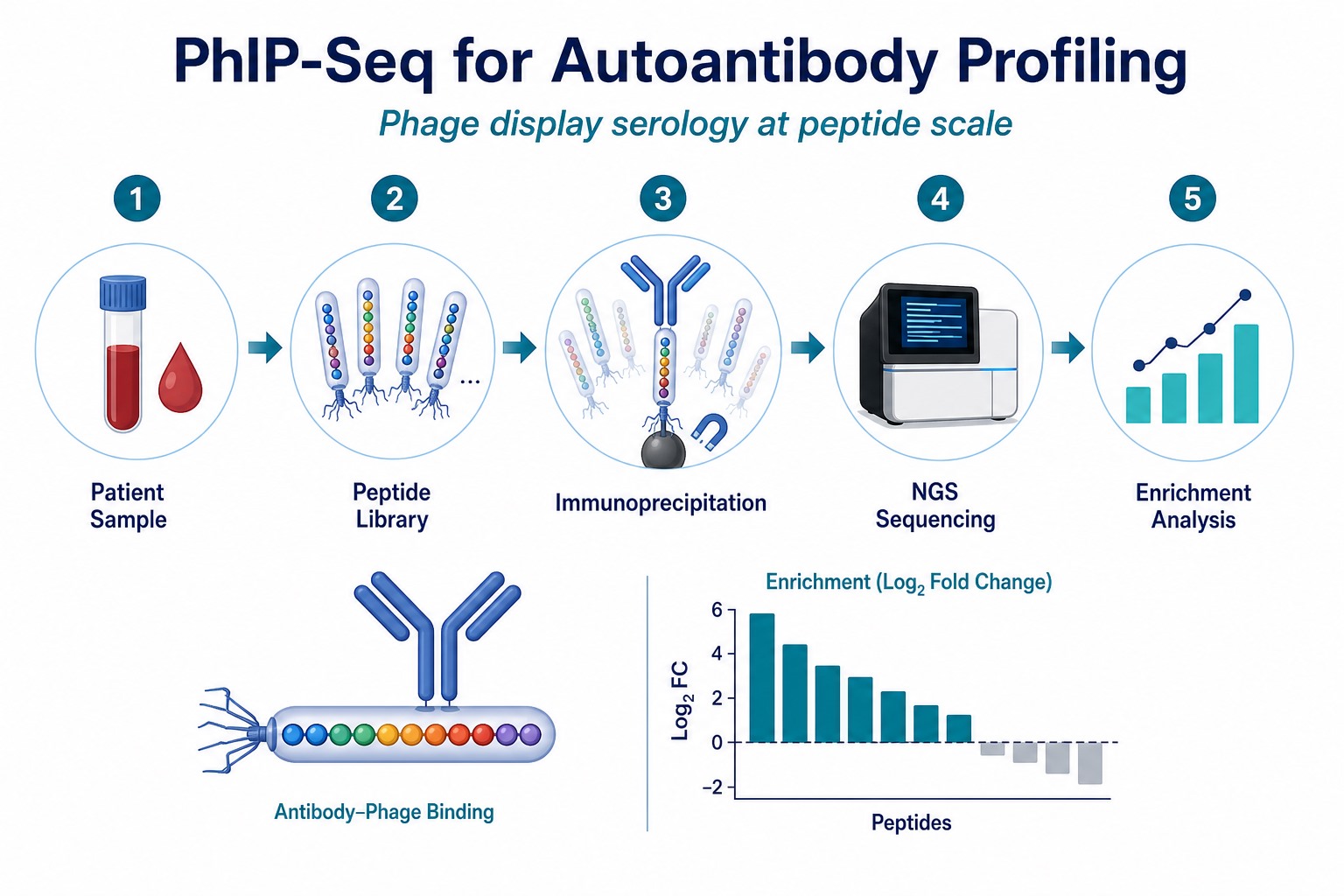 PhIP-Seq autoantibody profiling workflow from patient sample through peptide library immunoprecipitation NGS sequencing and enrichment analysis