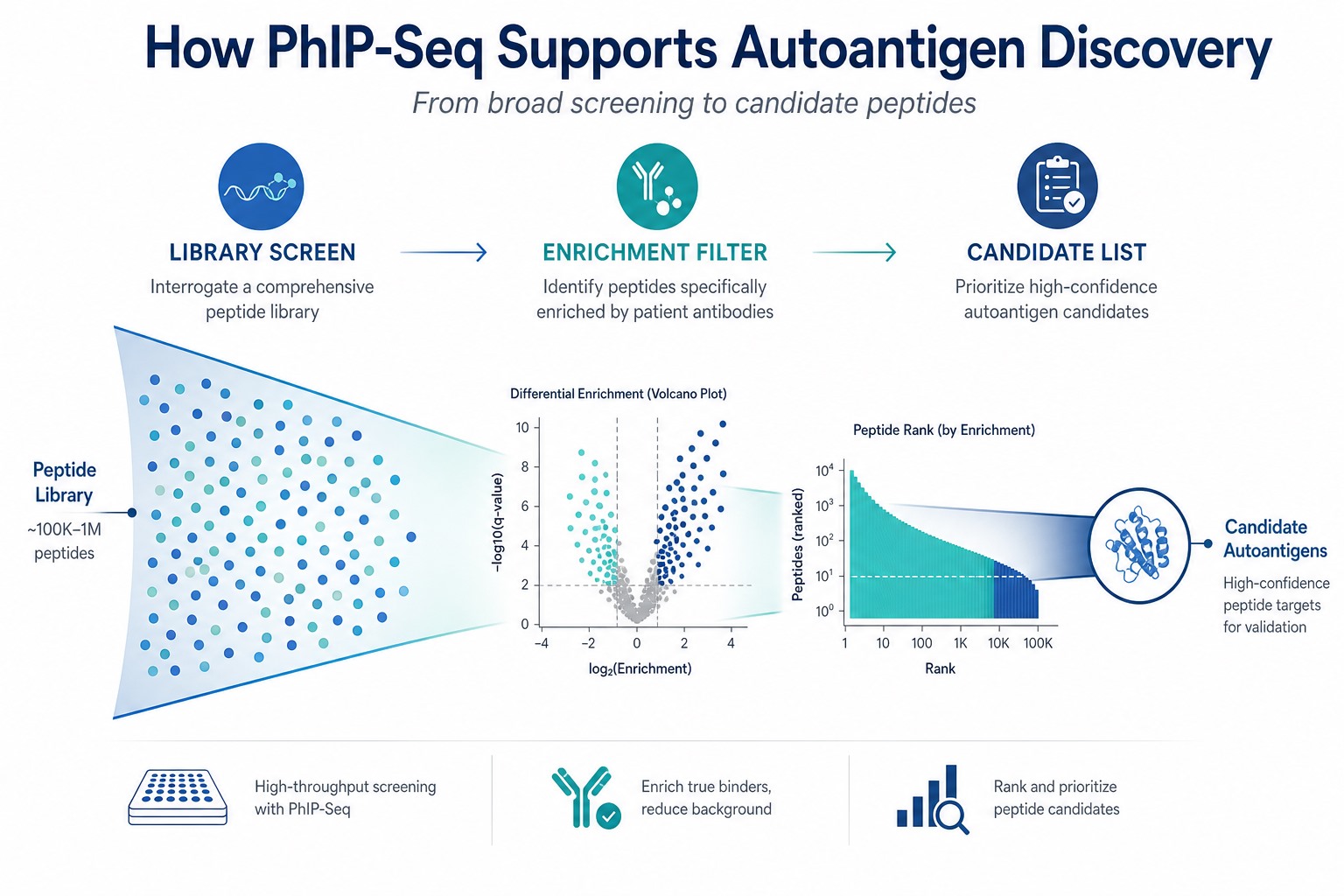 PhIP-Seq autoantigen discovery funnel from broad library screening through enrichment filtering to ranked candidate peptides PhIP-Seq autoantigen discovery funnel from broad library screening through enrichment filtering to ranked candidate peptides