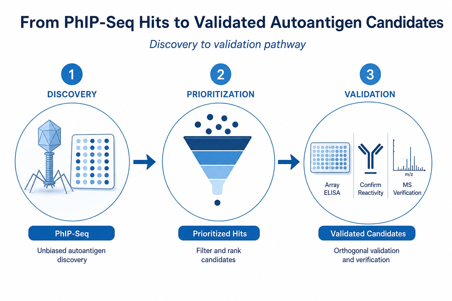 PhIP-Seq autoantigen discovery to validation pathway from discovery screening through prioritization to orthogonal validation assays PhIP-Seq autoantigen discovery to validation pathway from discovery screening through prioritization to orthogonal validation assays