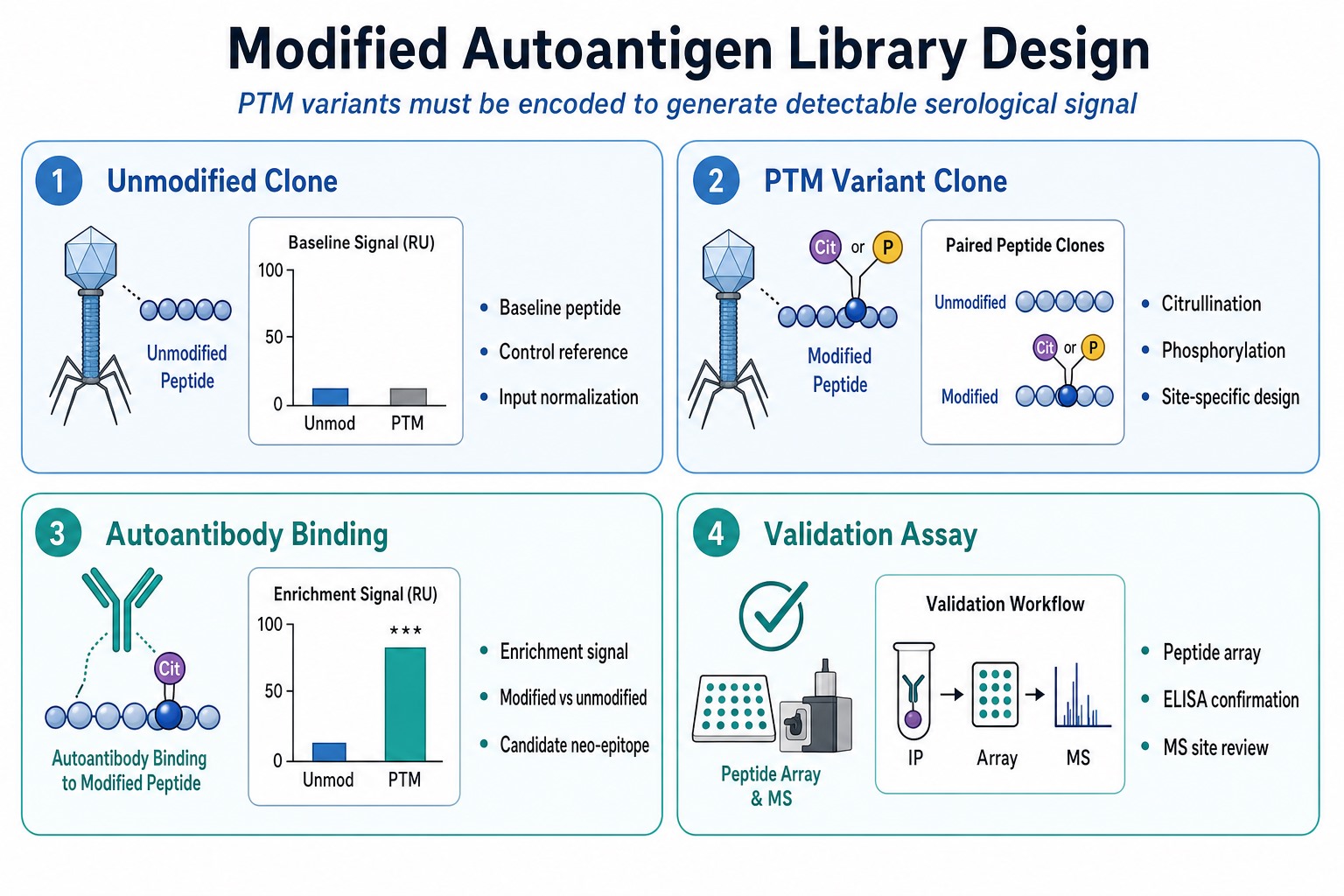 Modified autoantigen detection depends on encoding PTM variant peptides in the displayed library and confirming enrichment with validation assays Modified autoantigen detection depends on encoding PTM variant peptides in the displayed library and confirming enrichment with validation assays