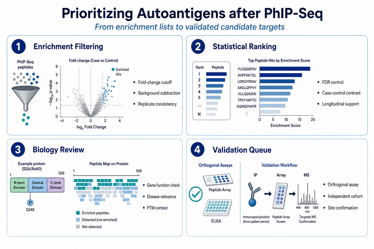 Four-step framework for prioritizing autoantigens after PhIP-Seq through enrichment filtering, statistical ranking, biology review, and validation queue planning