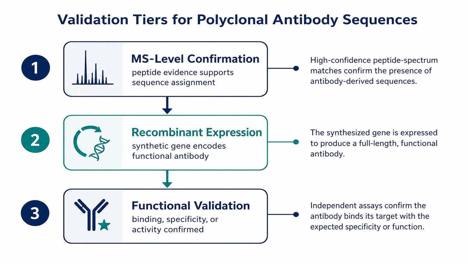 Three validation tiers for polyclonal antibody sequences from MS confirmation through recombinant expression to functional binding assays Three validation tiers for polyclonal antibody sequences from MS confirmation through recombinant expression to functional binding assays