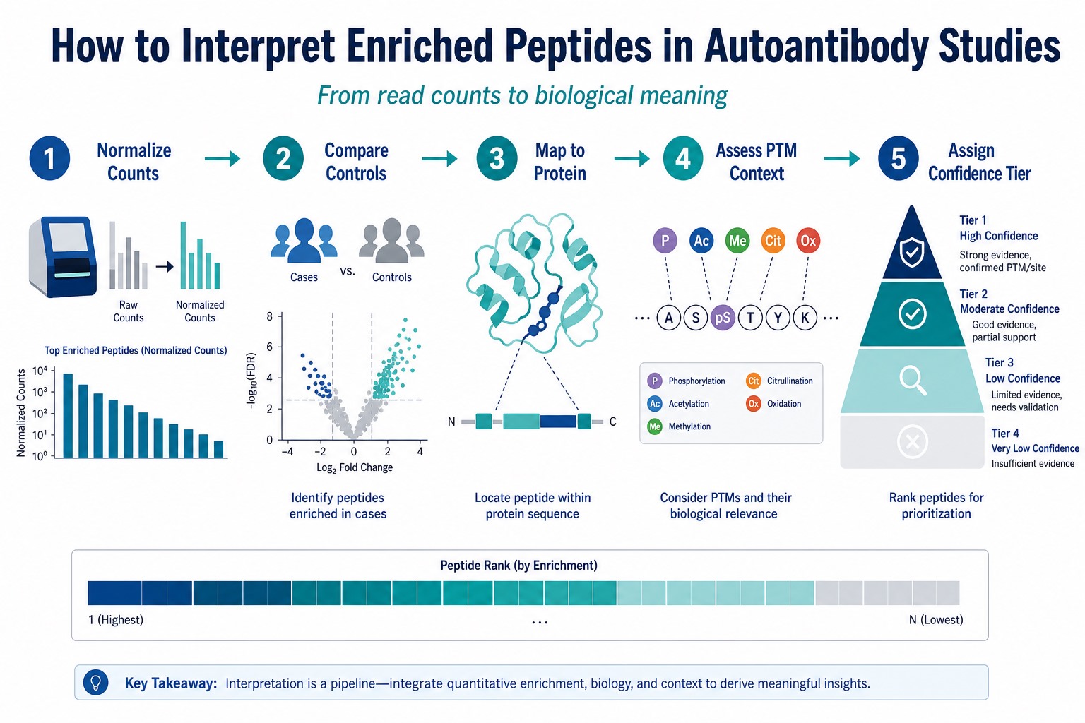 Five-step workflow to interpret enriched peptides in autoantibody studies through normalization control comparison protein mapping PTM context and confidence tier assignment