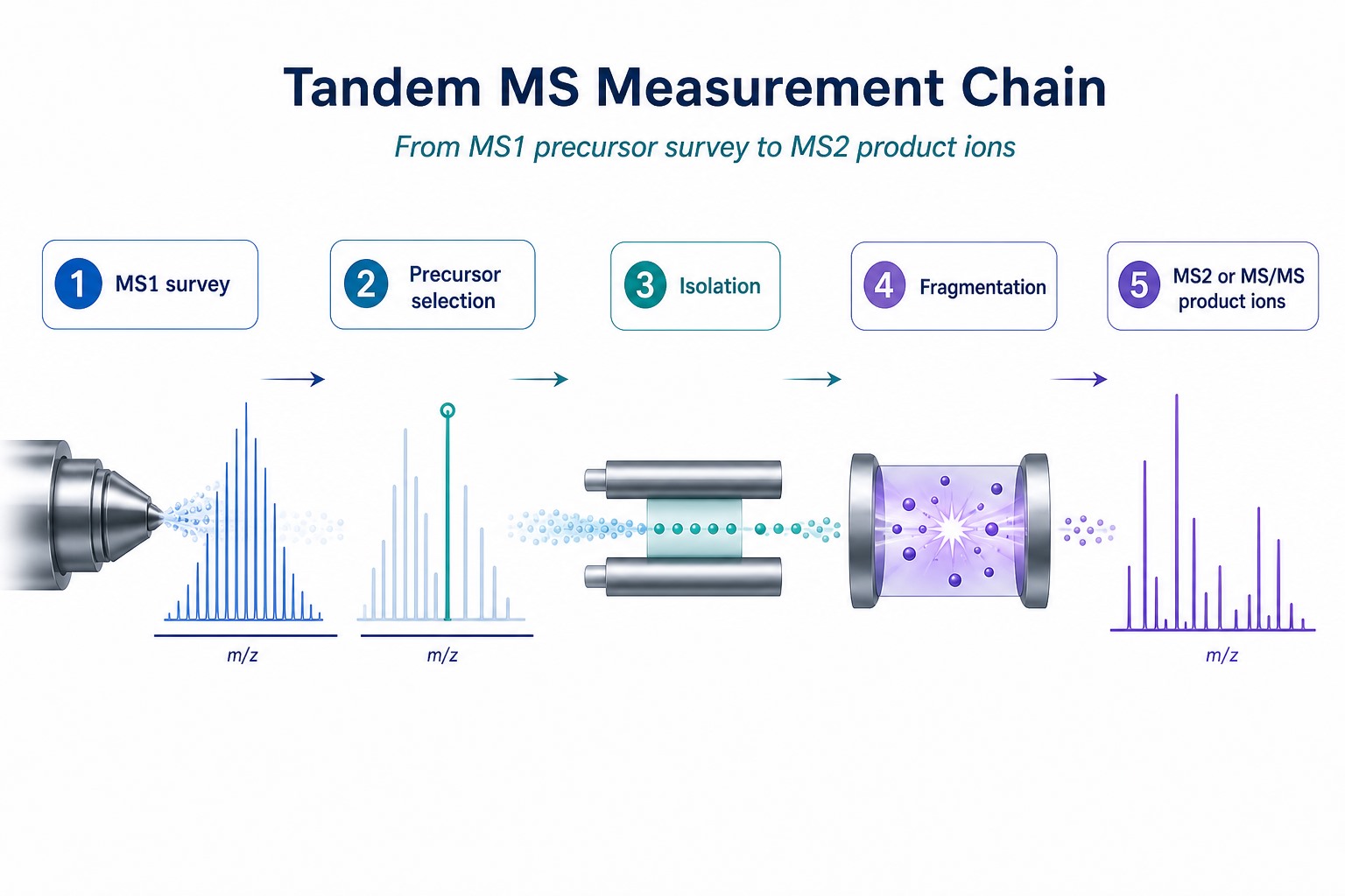 MS1 to MS2 measurement chain from precursor survey through isolation fragmentation and product ion spectrum MS1 to MS2 measurement chain from precursor survey through isolation fragmentation and product ion spectrum