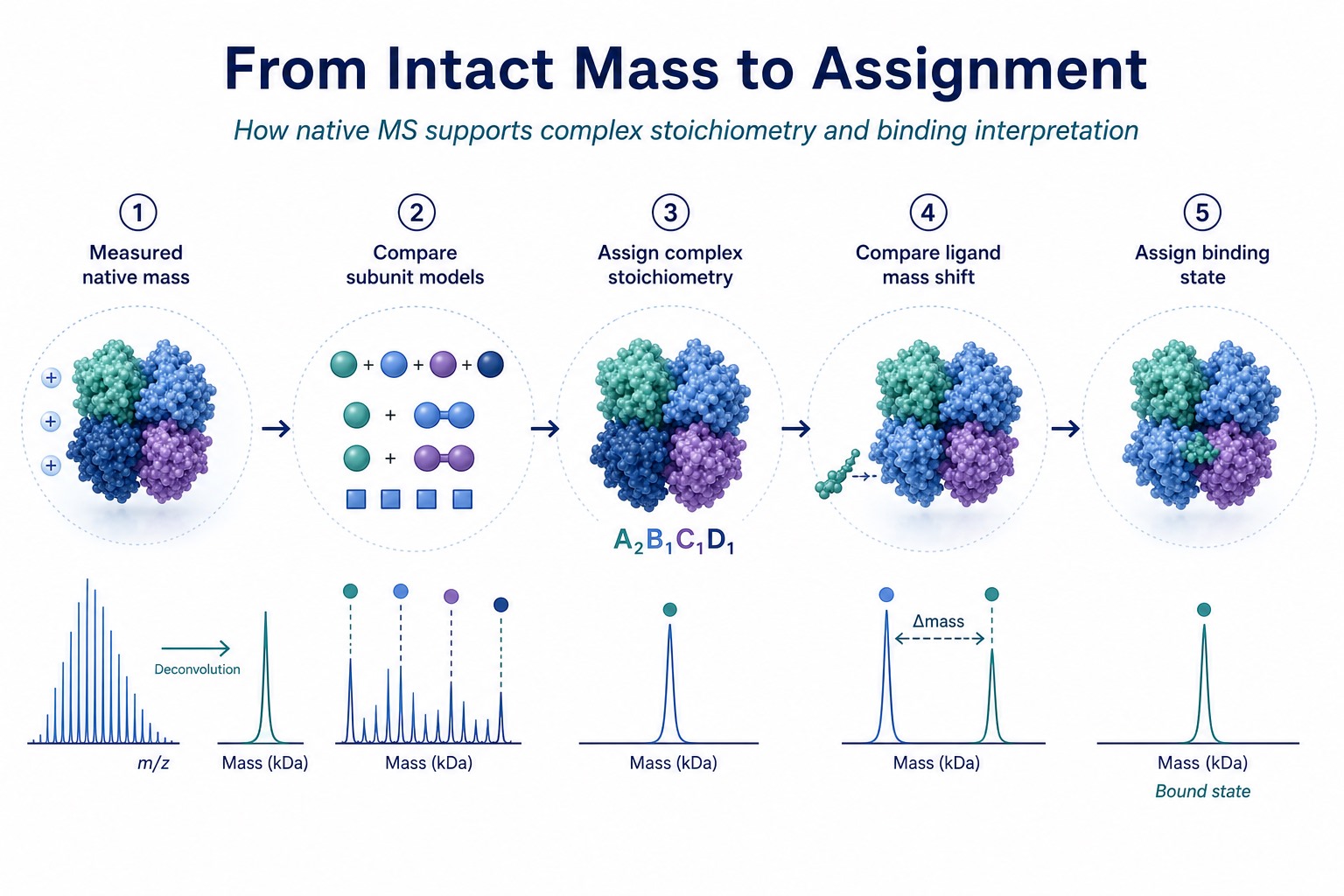 How native MS converts intact mass evidence into complex stoichiometry and binding state assignments How native MS converts intact mass evidence into complex stoichiometry and binding state assignments