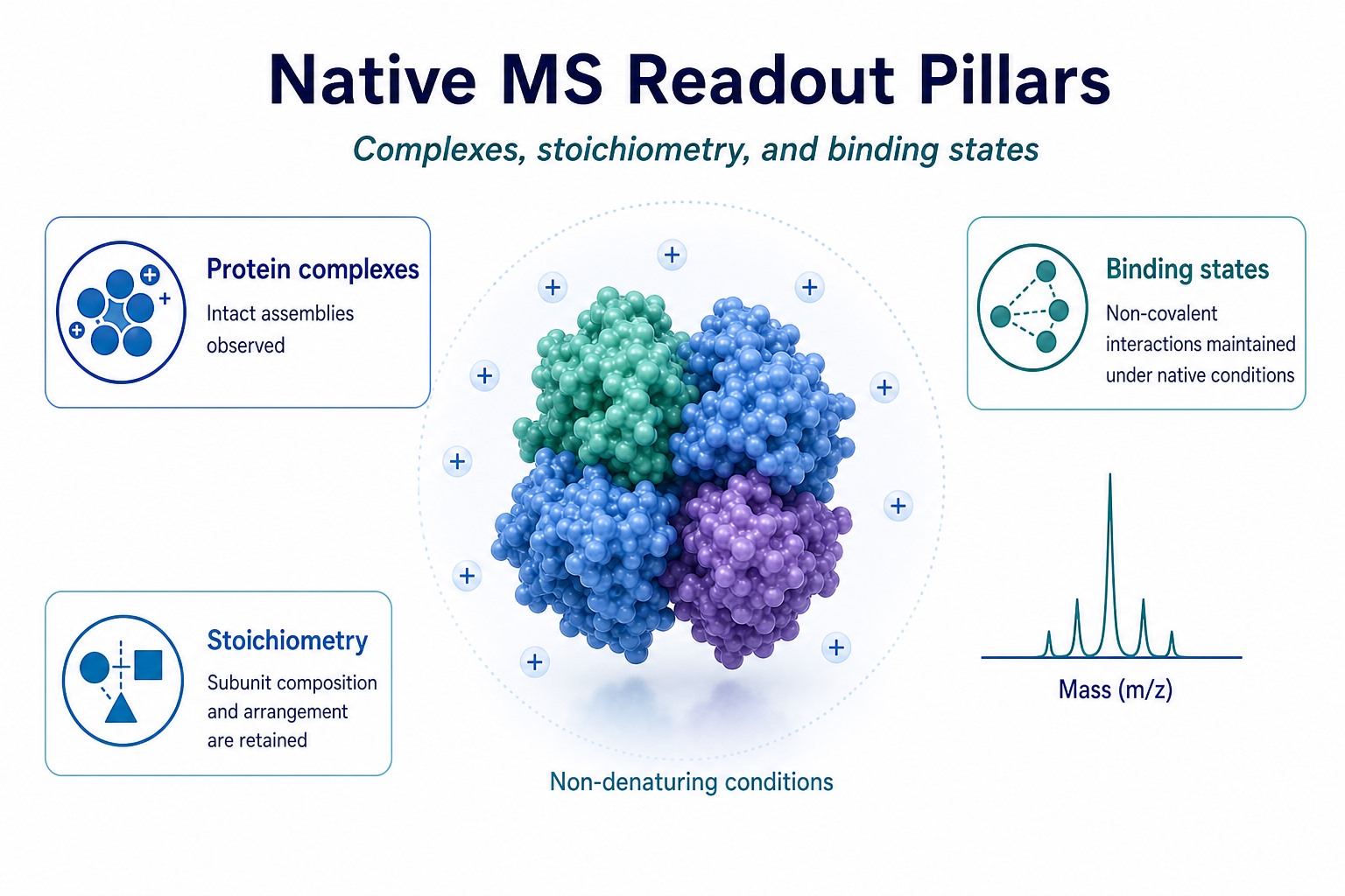 Native MS readout pillars showing protein complexes stoichiometry and binding states under non-denaturing conditions Native MS readout pillars showing protein complexes stoichiometry and binding states under non-denaturing conditions