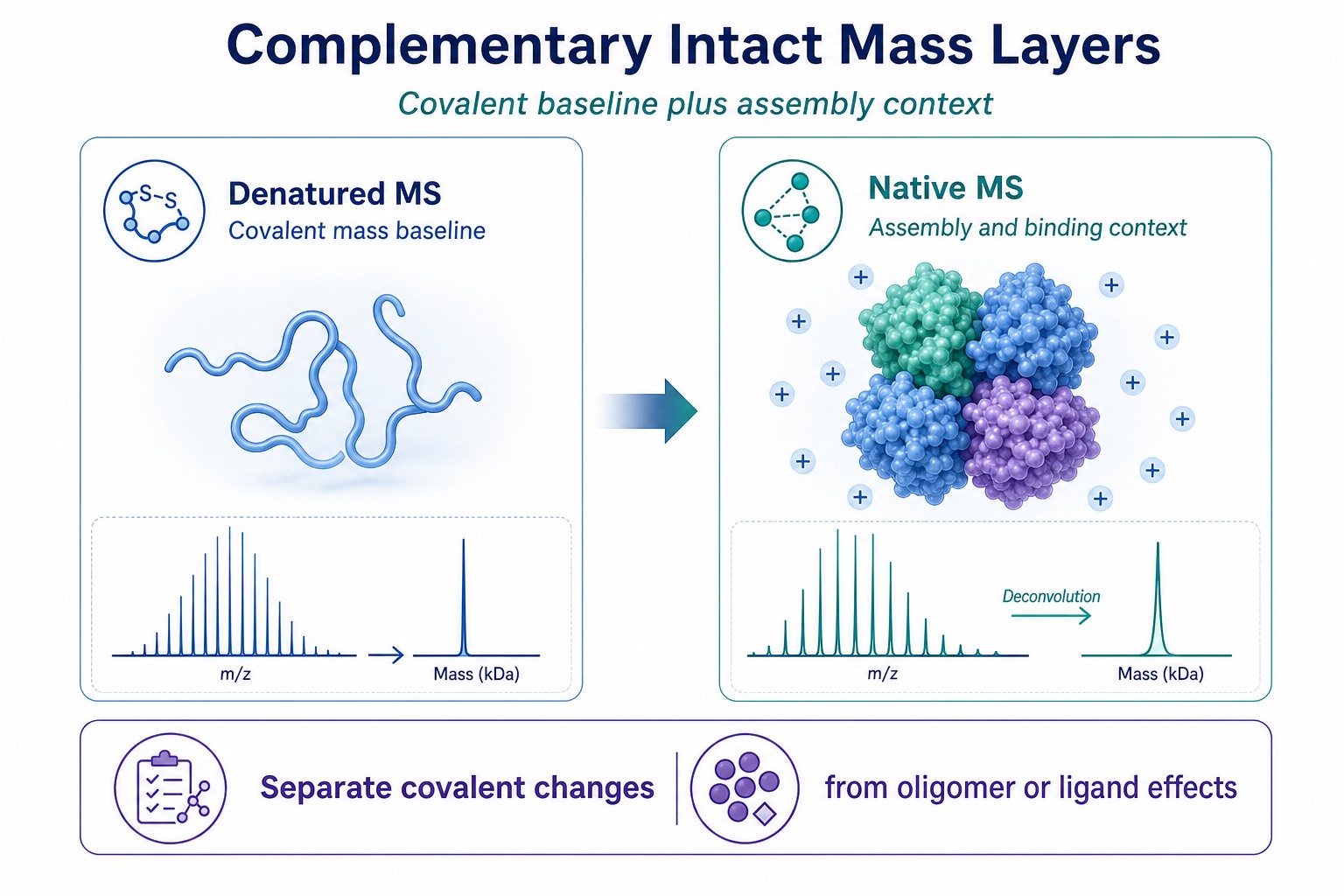 Complementary use of denatured MS for covalent mass baseline and native MS for assembly context Complementary use of denatured MS for covalent mass baseline and native MS for assembly context