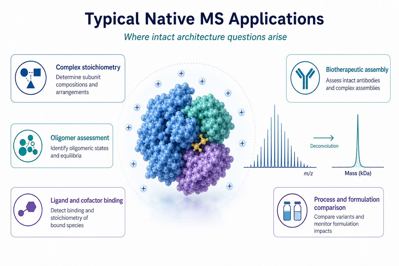 Typical native MS applications including complex stoichiometry oligomer assessment ligand and cofactor binding biotherapeutic assembly and process formulation comparison Typical native MS applications including complex stoichiometry oligomer assessment ligand and cofactor binding biotherapeutic assembly and process formulation comparison