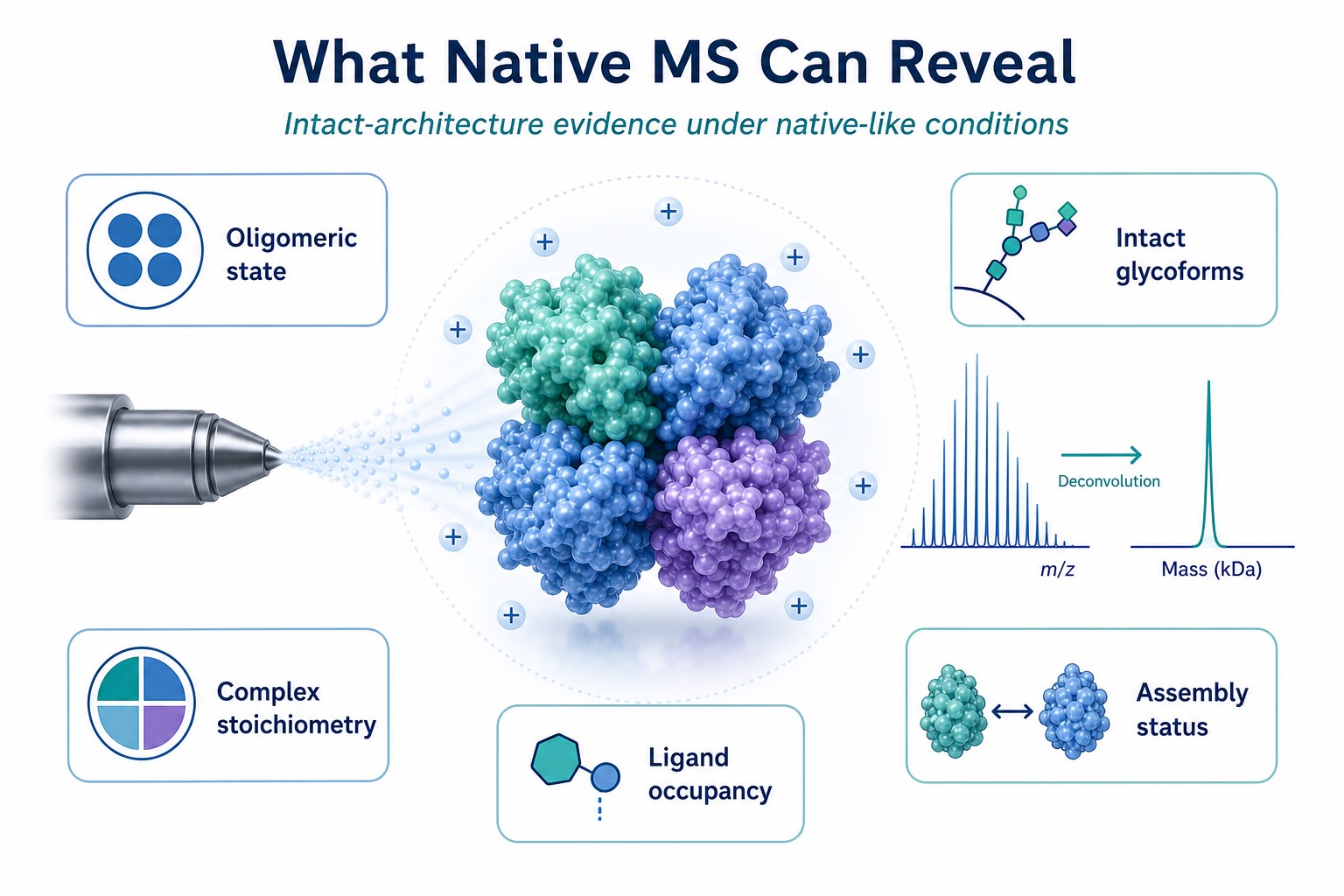 What native MS can reveal including oligomeric state complex stoichiometry ligand occupancy intact glycoforms and assembly status What native MS can reveal including oligomeric state complex stoichiometry ligand occupancy intact glycoforms and assembly status