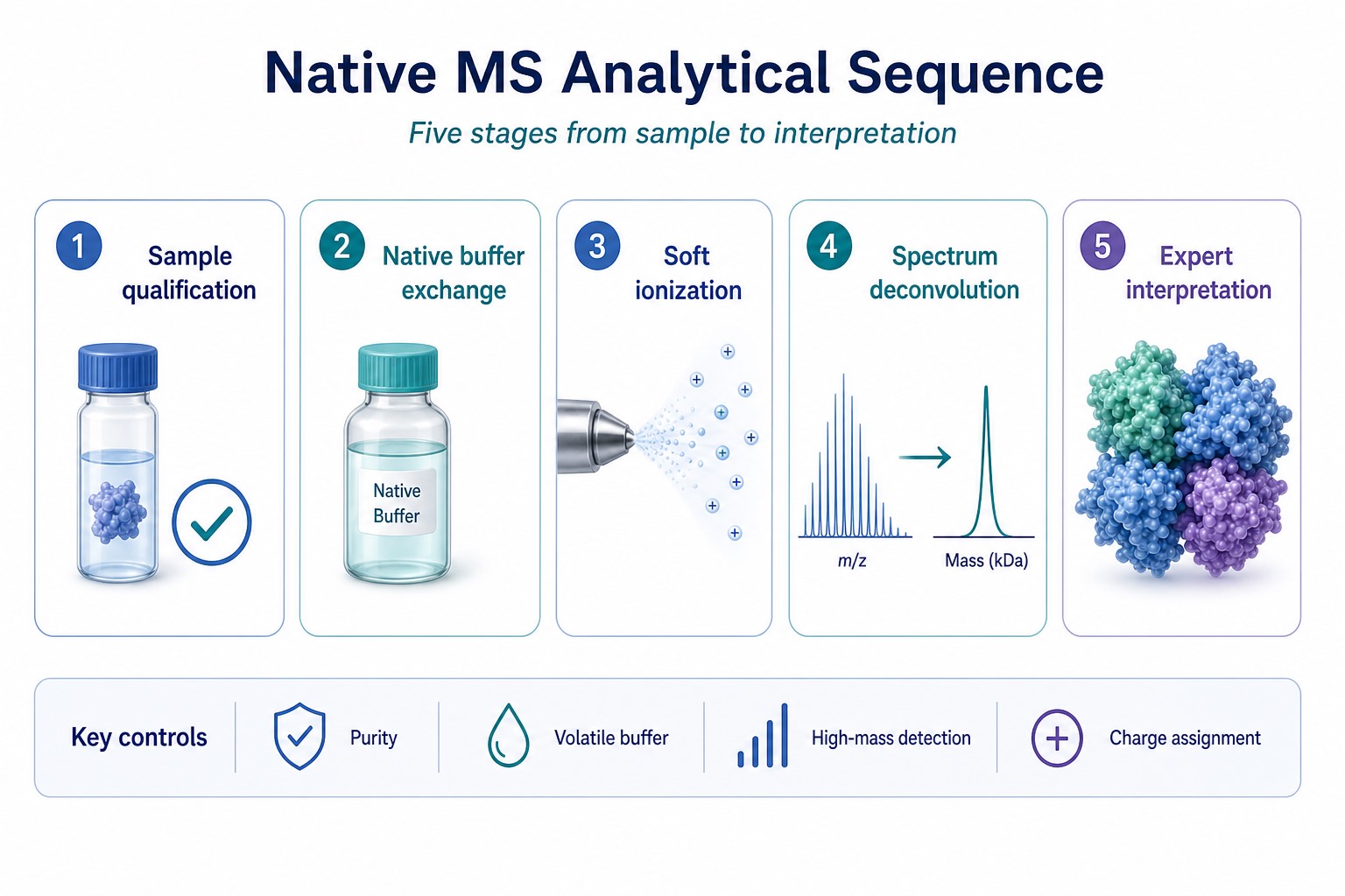 Native MS analytical sequence from sample qualification native buffer exchange soft ionization spectrum deconvolution to expert interpretation Native MS analytical sequence from sample qualification native buffer exchange soft ionization spectrum deconvolution to expert interpretation