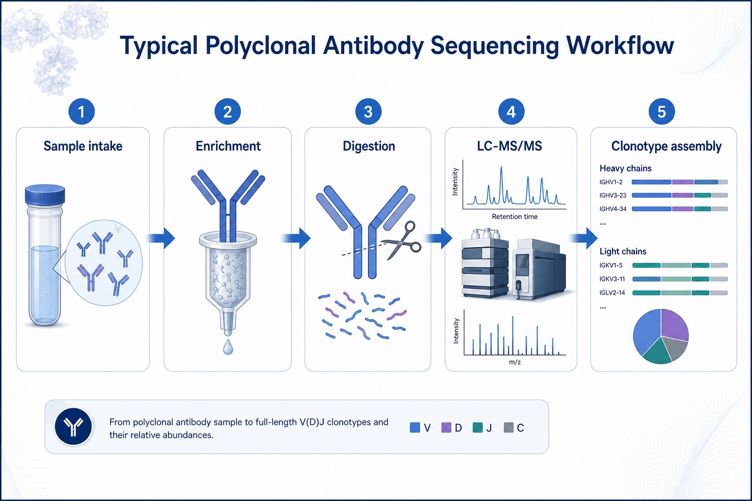 Typical polyclonal antibody sequencing workflow from sample intake through enrichment digestion LC-MS/MS and clonotype assembly Typical polyclonal antibody sequencing workflow from sample intake through enrichment digestion LC-MS/MS and clonotype assembly