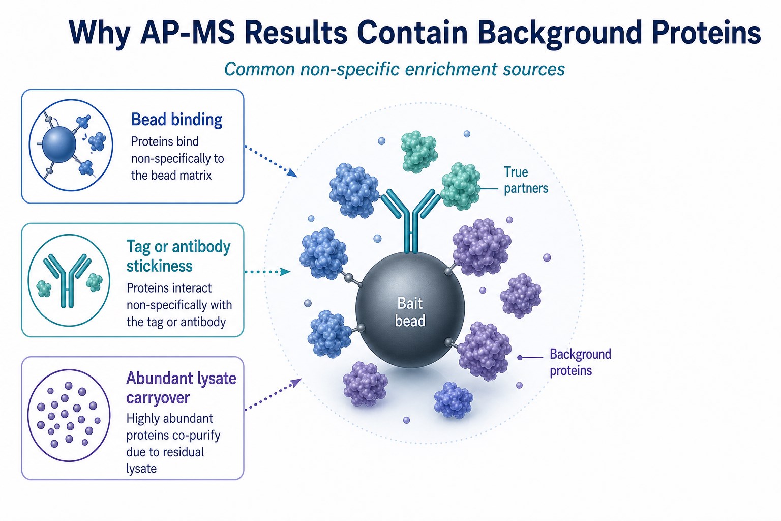 Sources of background proteins in enrichment MS including bead binding tag stickiness and abundant lysate carryover
