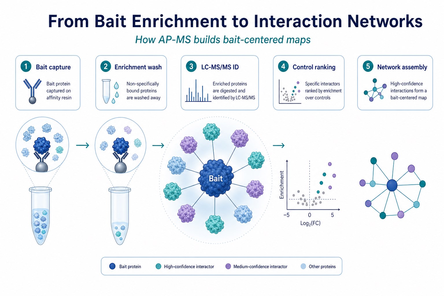 AP-MS workflow from bait enrichment and LC-MS/MS identification to ranked interaction network candidates
