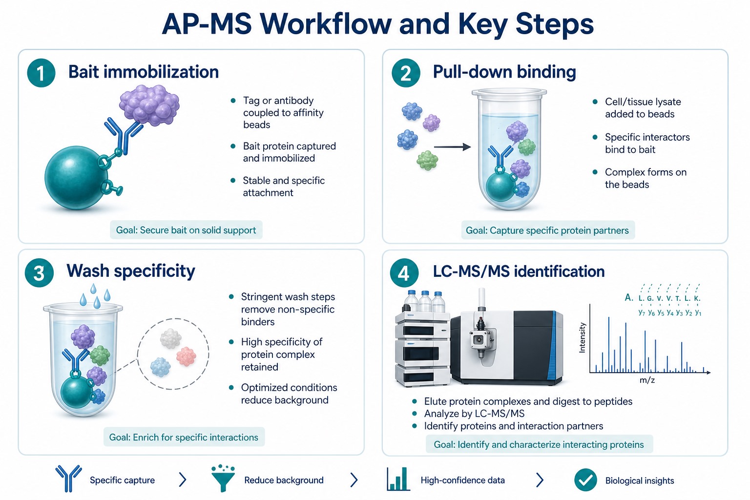 AP-MS workflow key steps including bait immobilization pull-down binding wash specificity and LC-MS/MS identification AP-MS workflow key steps including bait immobilization pull-down binding wash specificity and LC-MS/MS identification