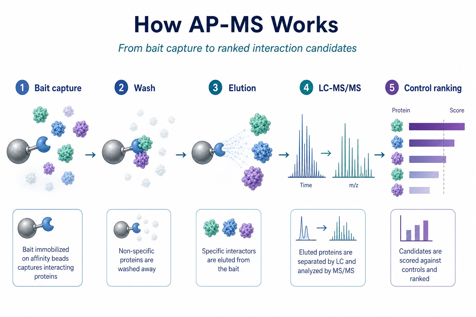 How AP-MS works from bait capture and washing to elution digestion LC-MS/MS and control-based candidate ranking How AP-MS works from bait capture and washing to elution digestion LC-MS/MS and control-based candidate ranking