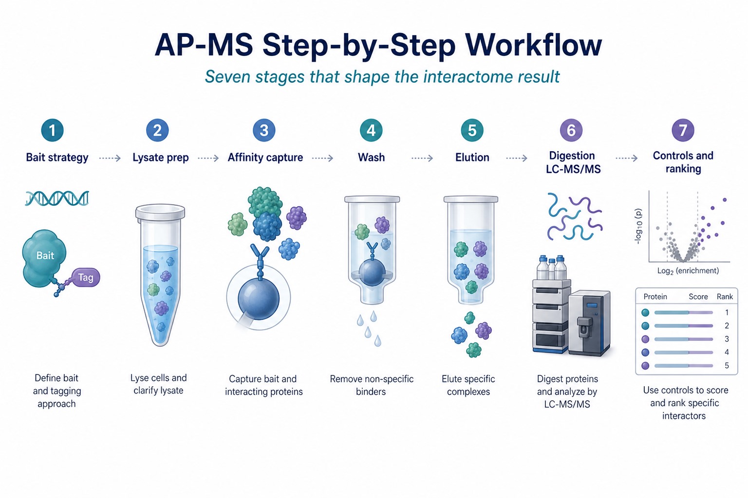 AP-MS step-by-step workflow from bait design lysate capture wash elution digestion and control comparison AP-MS step-by-step workflow from bait design lysate capture wash elution digestion and control comparison