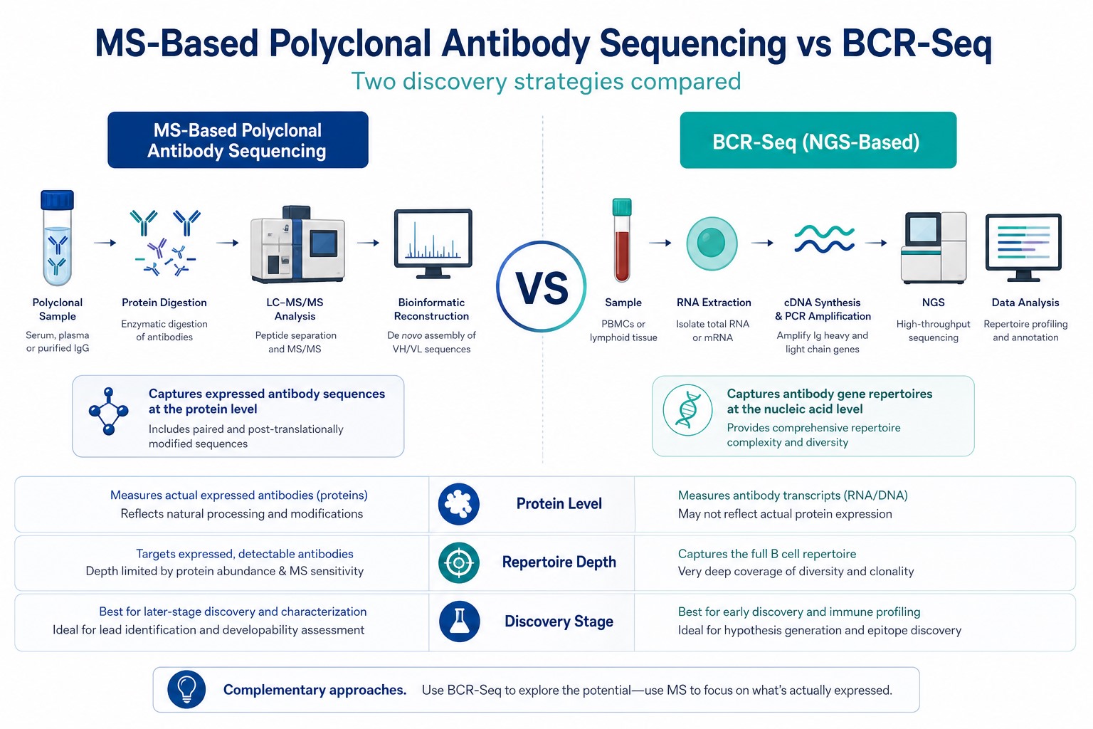 MS-based polyclonal antibody sequencing vs BCR-seq comparison for antibody discovery projects at protein and repertoire levels MS-based polyclonal antibody sequencing vs BCR-seq comparison for antibody discovery projects at protein and repertoire levels
