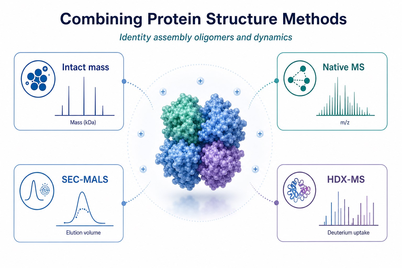 Complementary use of intact mass non-denaturing MS SEC-MALS and HDX-MS in protein characterization