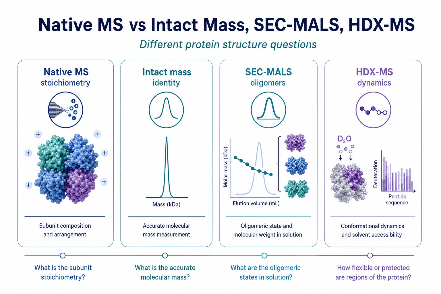 Comparison overview of non-denaturing MS intact mass SEC-MALS and HDX-MS for protein structure questions