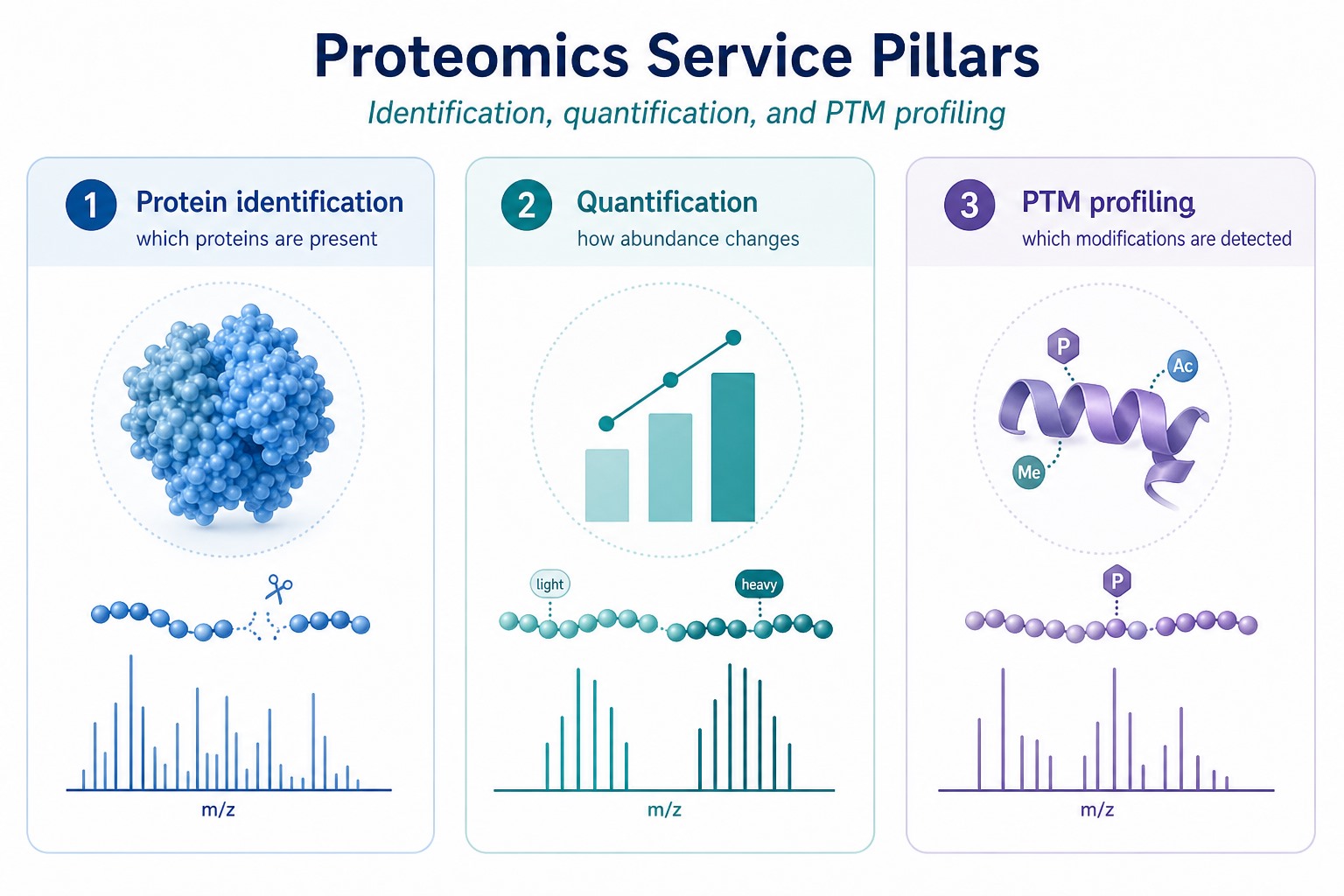 Three proteomics service pillars covering protein identification quantification and PTM profiling Three proteomics service pillars covering protein identification quantification and PTM profiling
