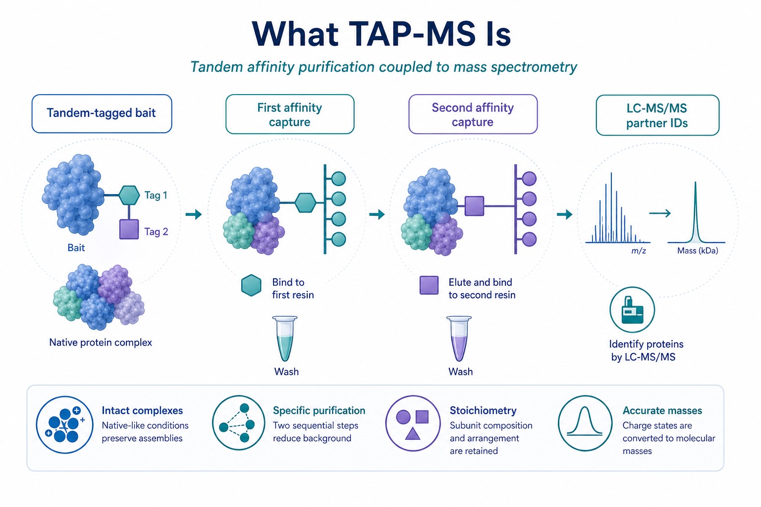 Overview of TAP-MS showing tandem affinity tag dual purification and LC-MS/MS identification of interaction partners Overview of TAP-MS showing tandem affinity tag dual purification and LC-MS/MS identification of interaction partners
