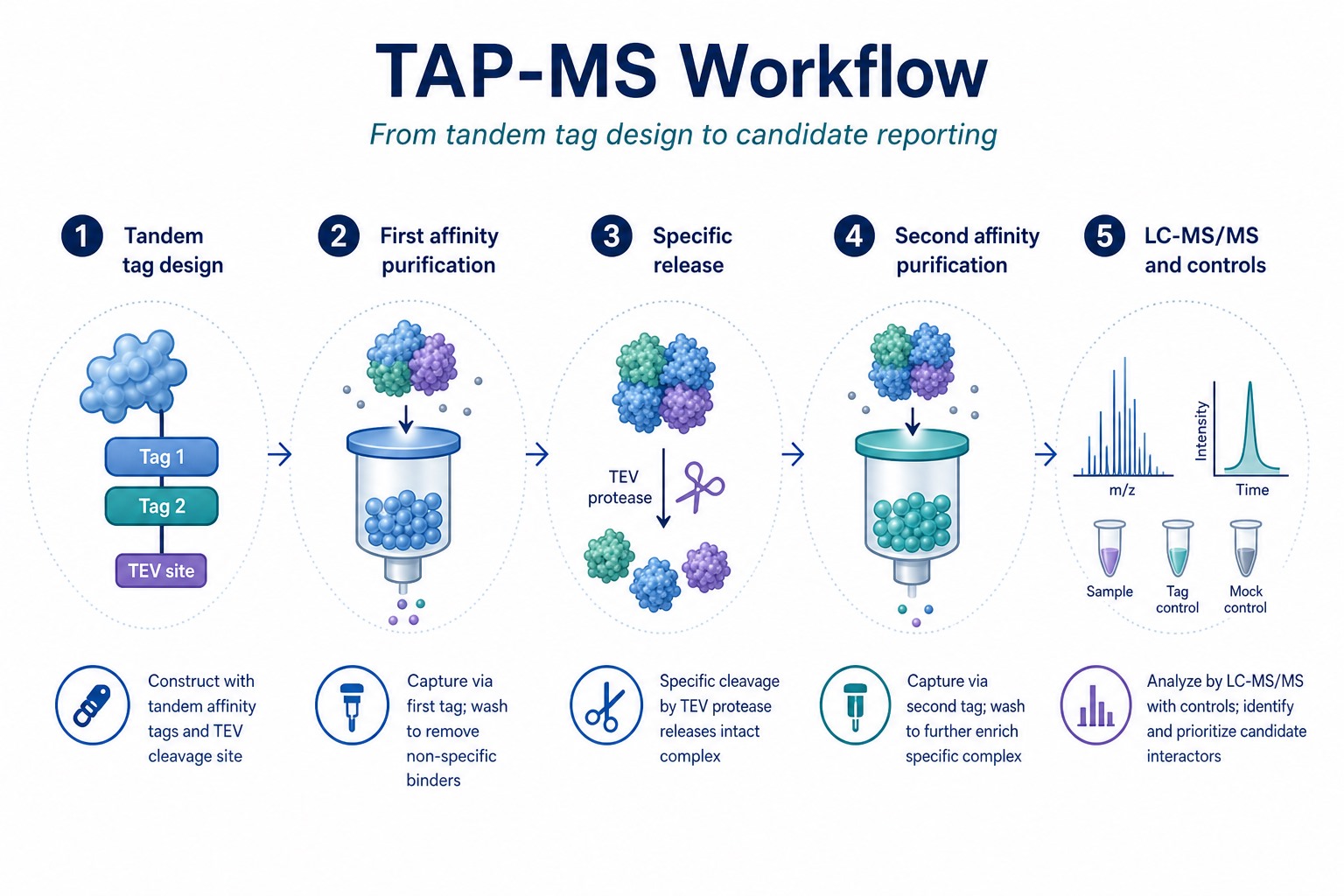 TAP-MS workflow from tandem tag design through dual affinity purification to LC-MS/MS candidate reporting TAP-MS workflow from tandem tag design through dual affinity purification to LC-MS/MS candidate reporting