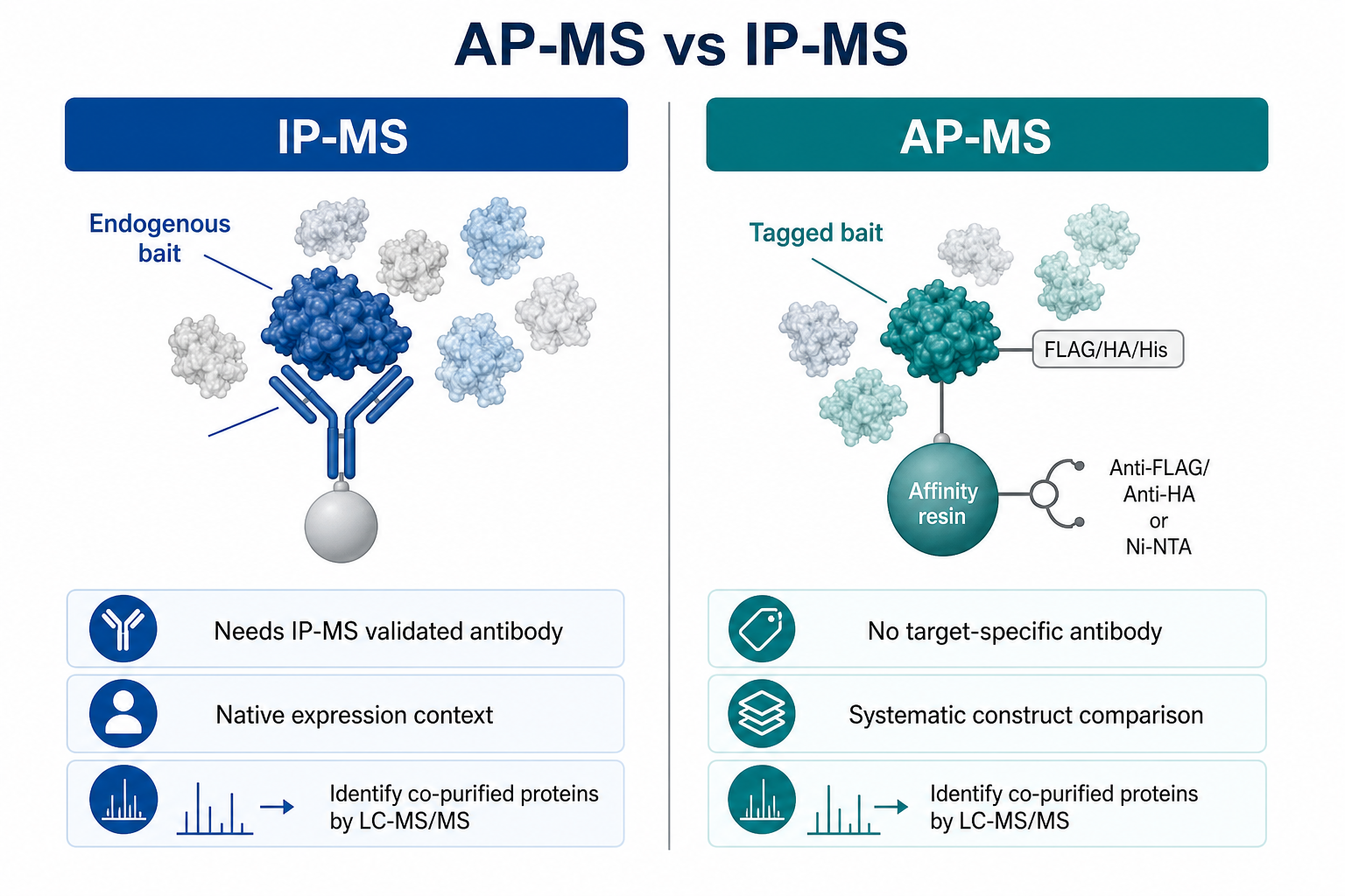Side-by-side comparison of IP-MS antibody capture and AP-MS tagged affinity purification for interactome studies
