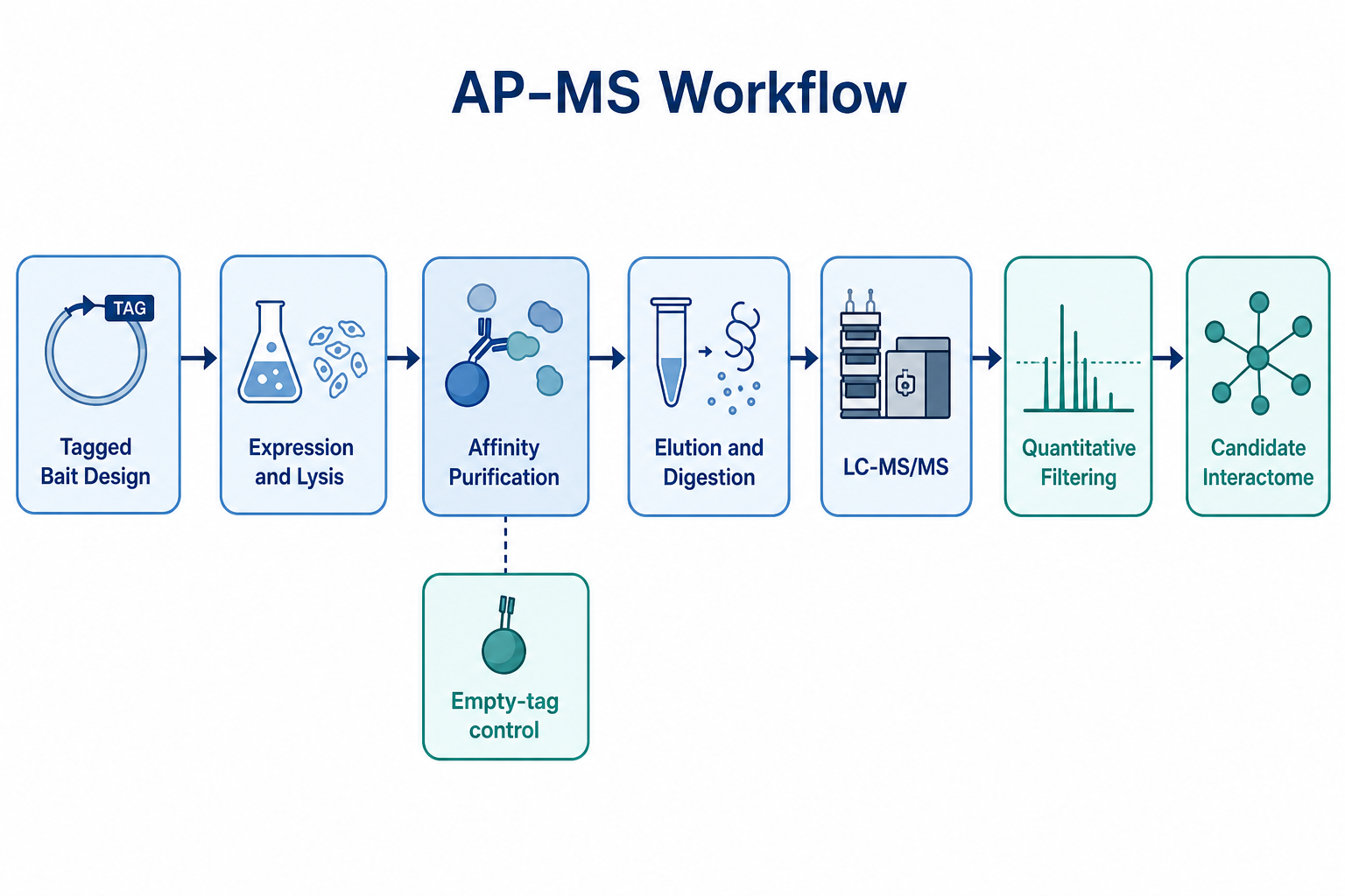 AP-MS workflow from tagged bait design through affinity purification LC-MS/MS and candidate interactome filtering