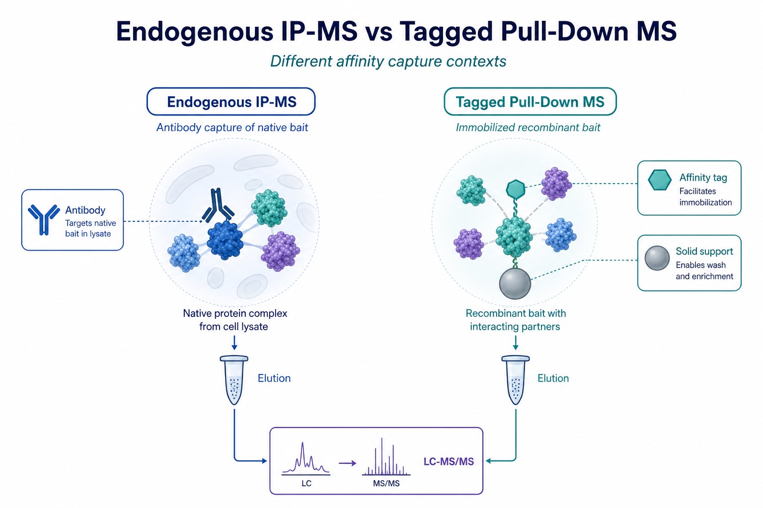 Comparison of native-bait antibody enrichment and tagged recombinant pull-down capture for protein interaction studies