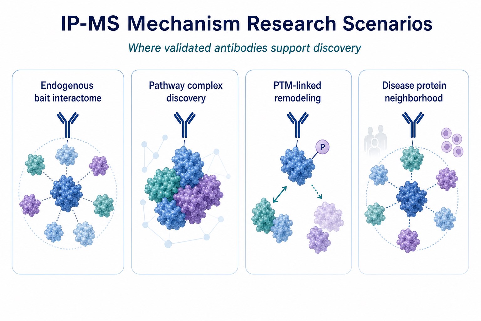 Application scenarios for IP-MS validated antibodies in interactome pathway and PTM-linked mechanism studies