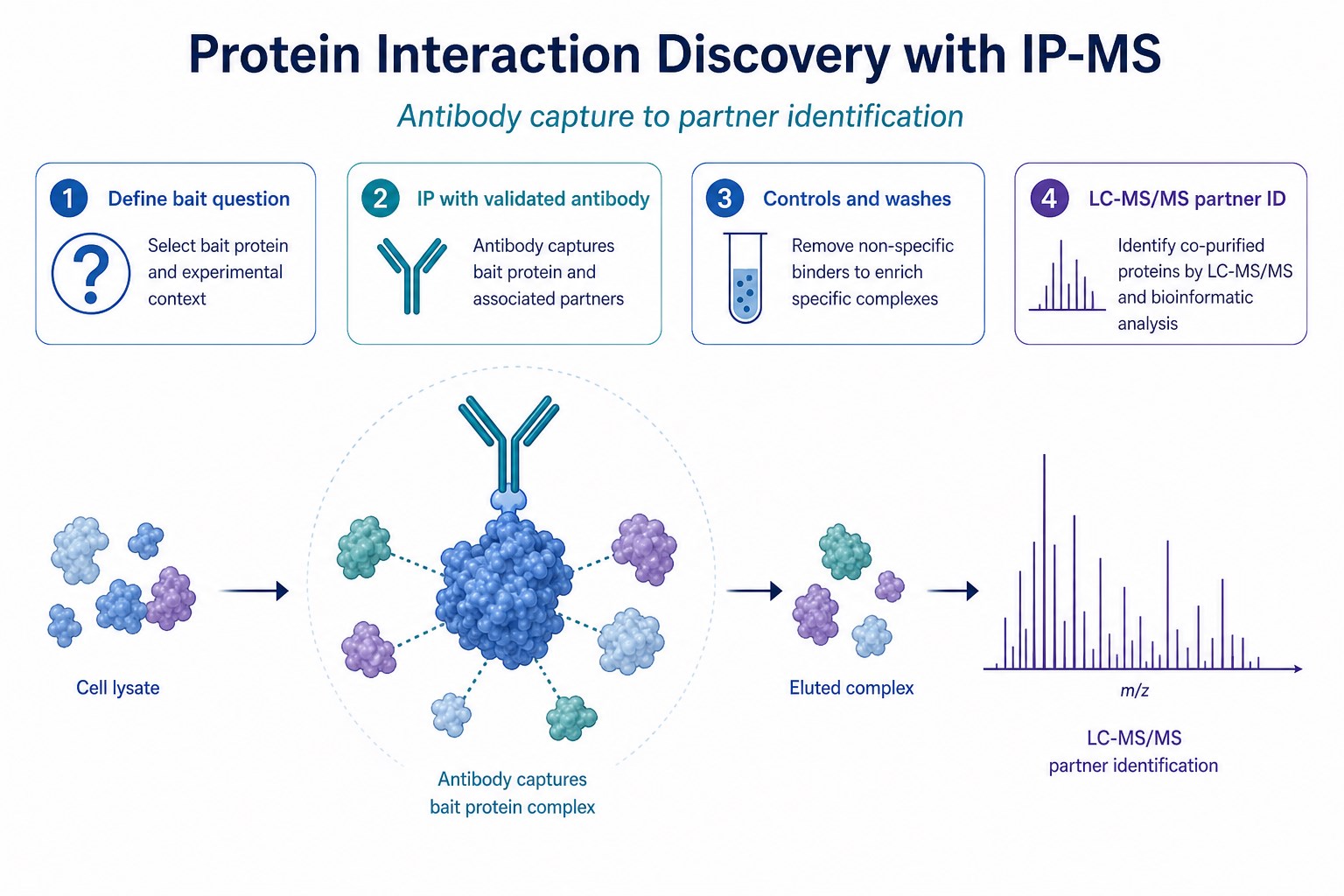 Protein interaction discovery workflow using an IP-MS validated antibody for bait capture and LC-MS/MS partner identification