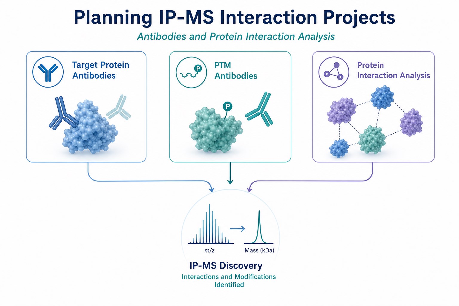 Planning map linking Target Protein Antibodies PTM Antibodies and Protein Interaction Analysis for IP-MS projects