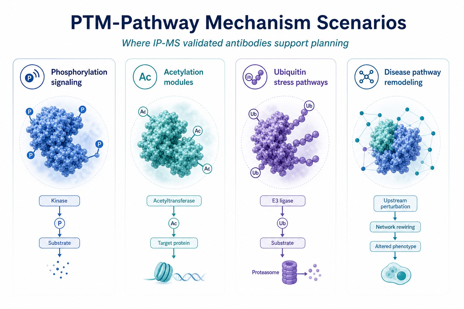 Application scenarios for IP-MS validated antibodies in phosphorylation acetylation ubiquitin and disease pathway studies